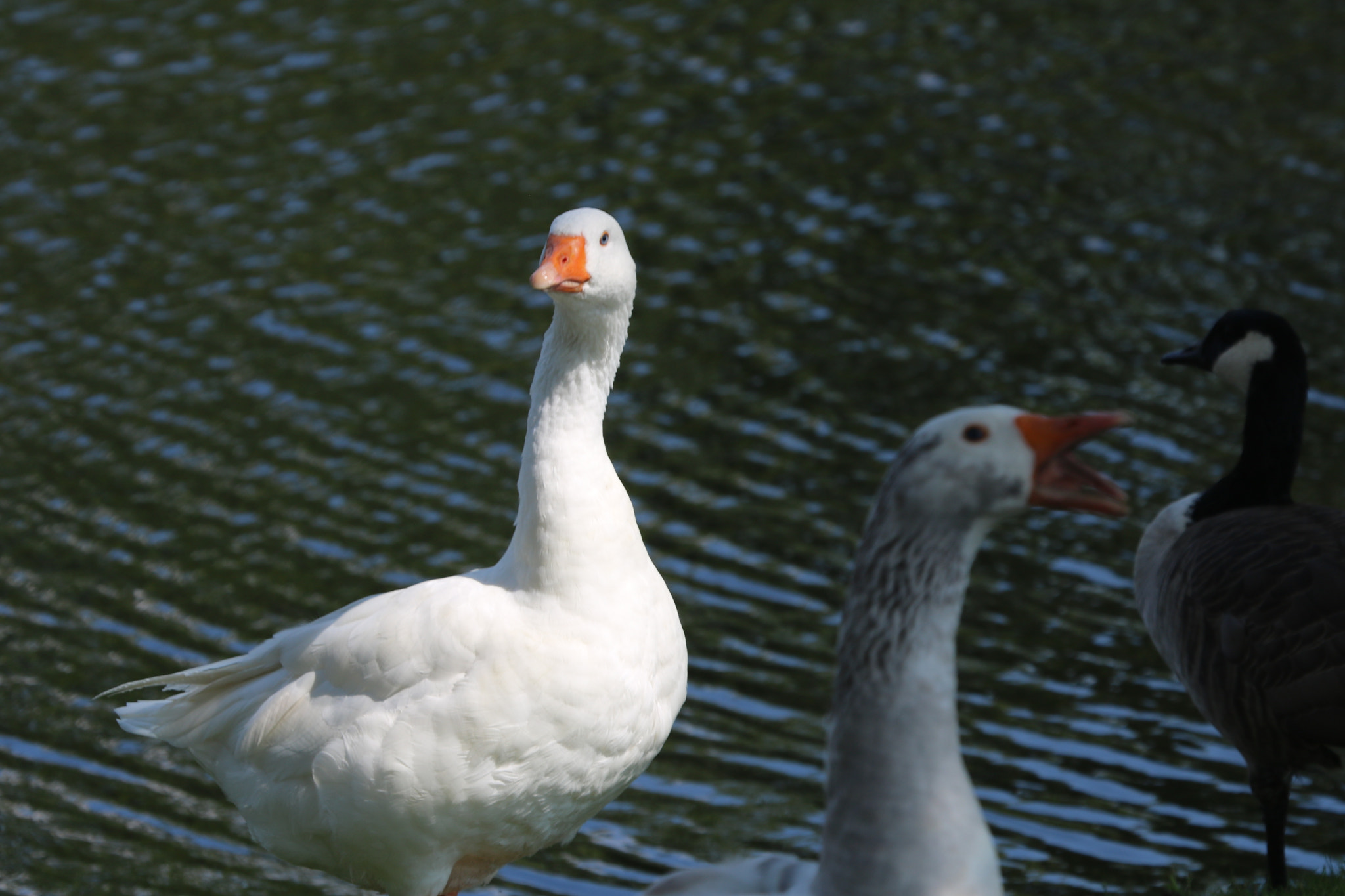 Canon EOS 760D (EOS Rebel T6s / EOS 8000D) sample photo. In the spotlight photography