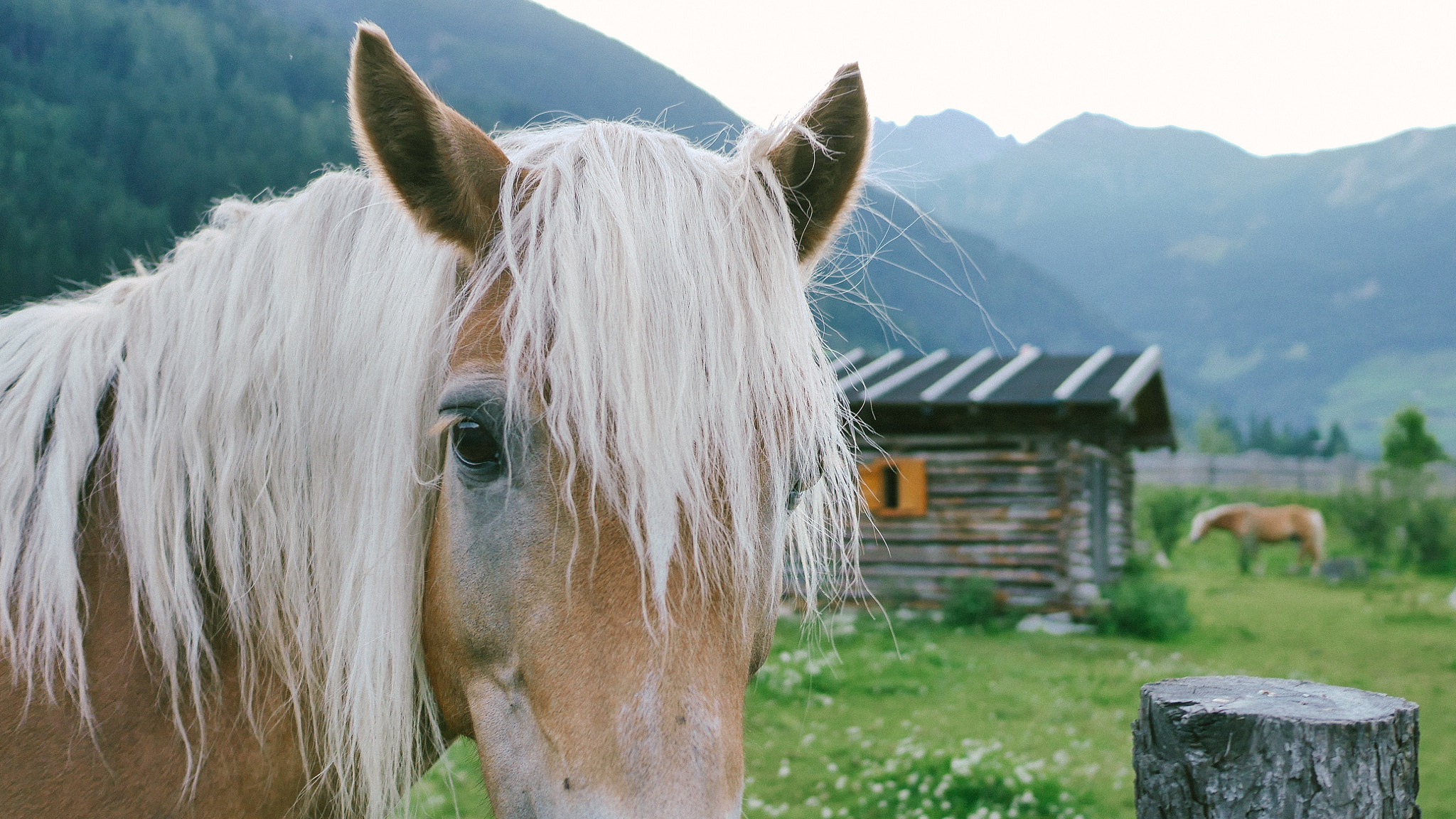 Panasonic Lumix DMC-GM1 + LEICA DG SUMMILUX 15/F1.7 sample photo. Horse photography