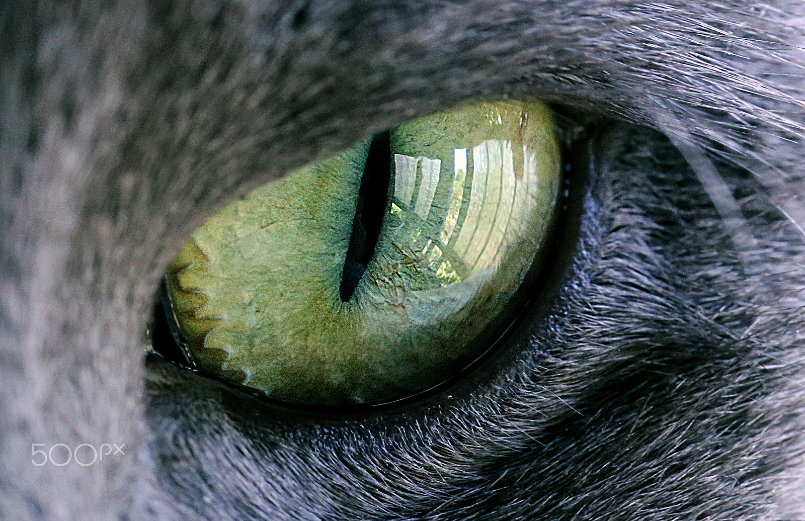 Canon EF 100mm F2.8 Macro USM sample photo. Cateye photography