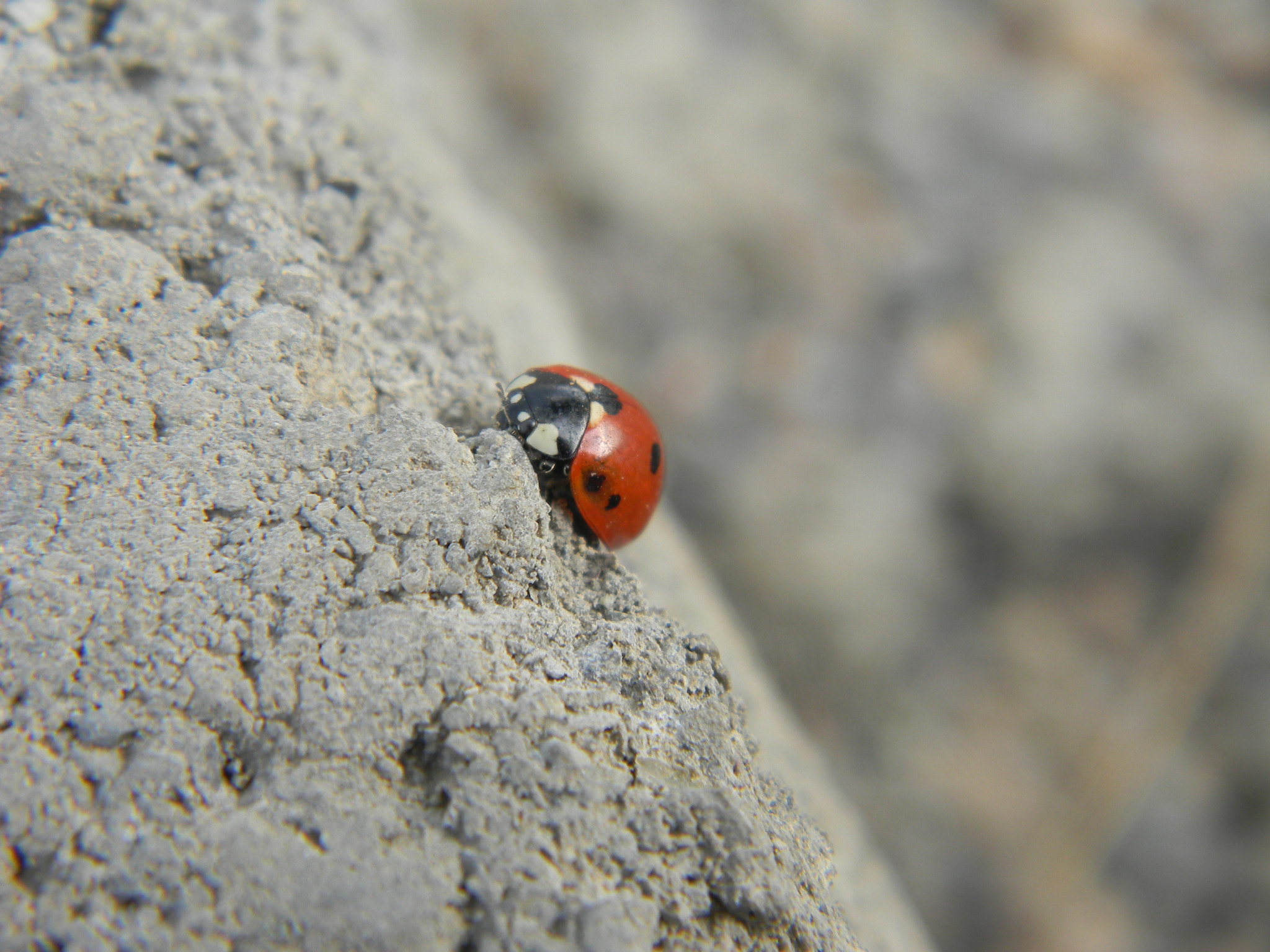Nikon COOLPIX L105 sample photo. Ladybug photography