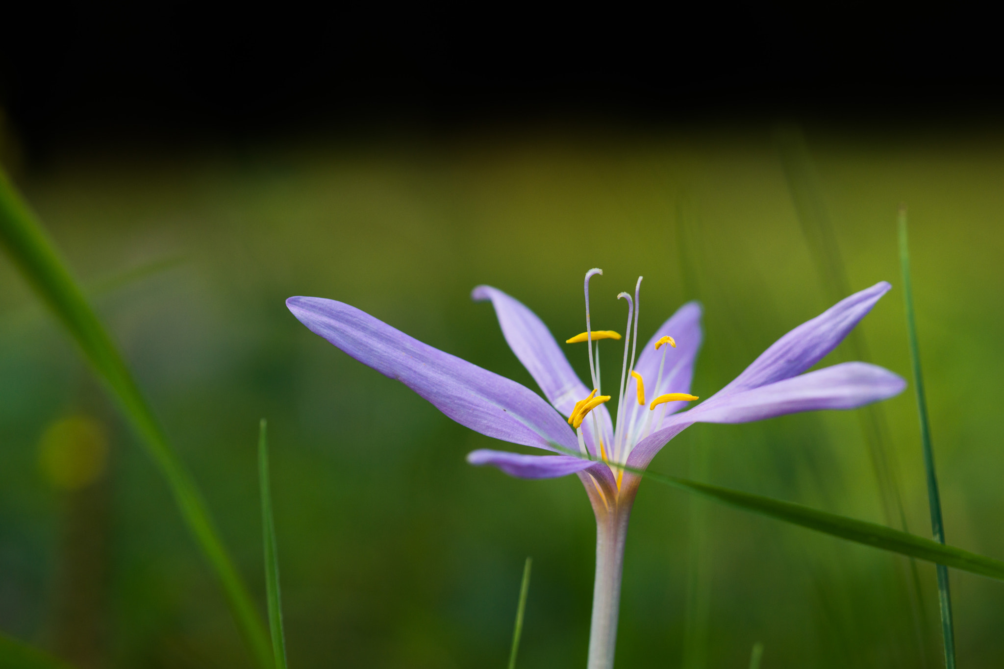 90mm F2.8 Macro G OSS sample photo. Delicate beauty photography