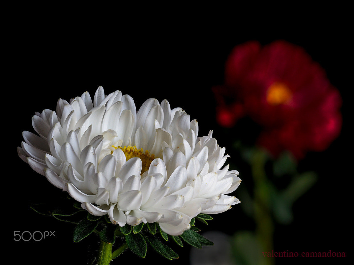 Olympus PEN-F + Olympus M.Zuiko Digital ED 60mm F2.8 Macro sample photo. Withe gentle flower photography