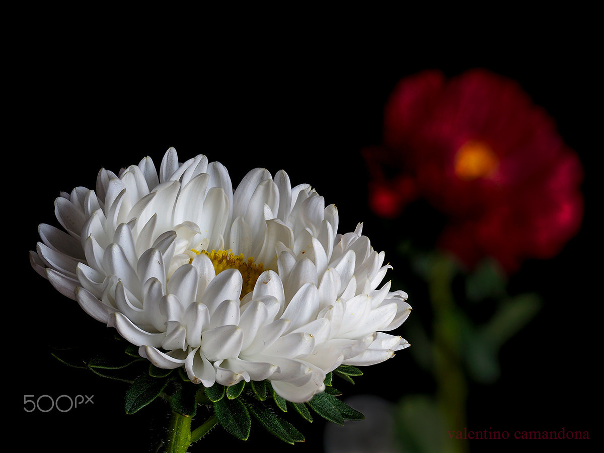 Olympus M.Zuiko Digital ED 60mm F2.8 Macro sample photo. Withe gentle flower photography
