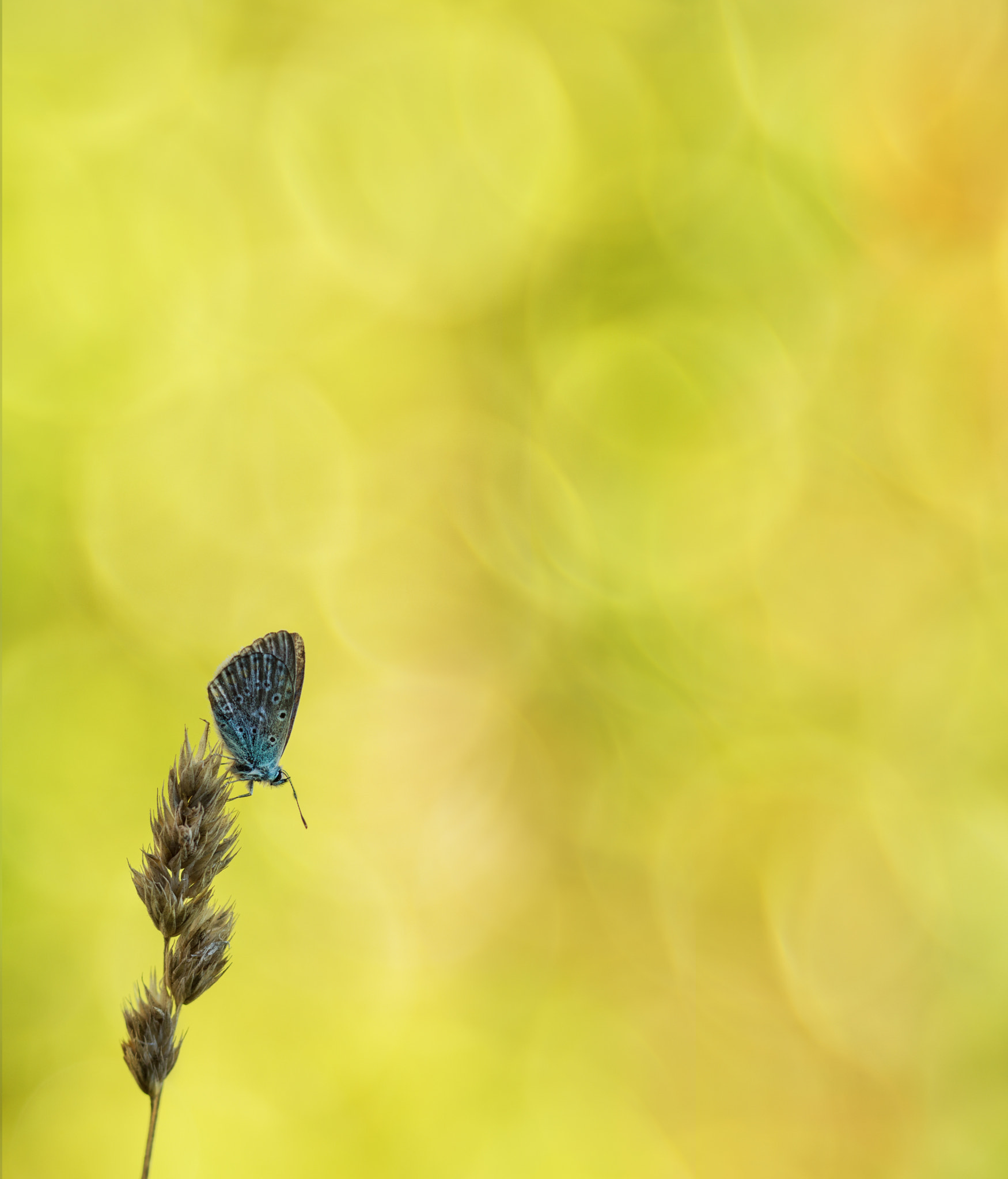 Sony SLT-A77 + 105mm F2.8 sample photo. Lonely photography