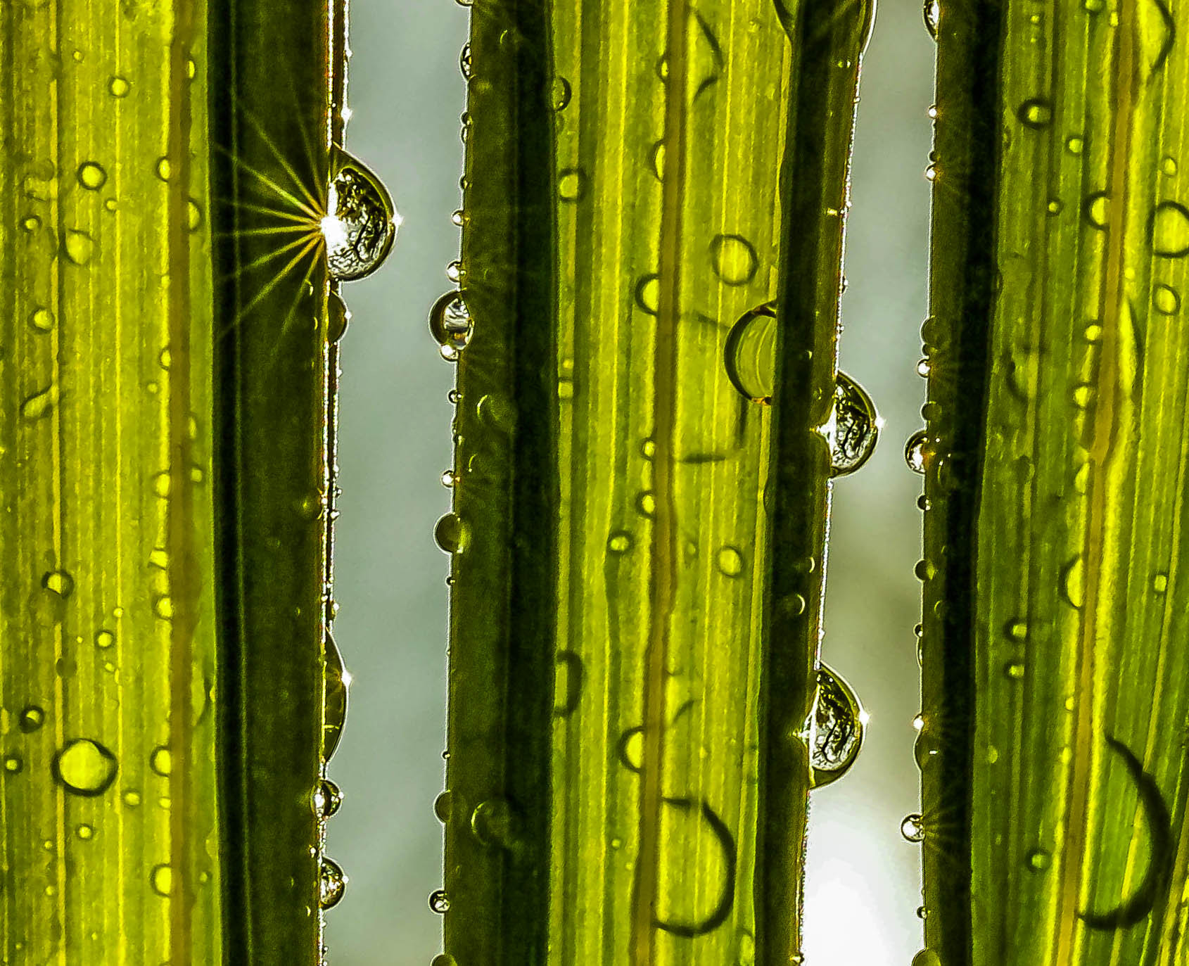 Canon EOS 60D + Canon EF 100mm F2.8L Macro IS USM sample photo. Drops photography