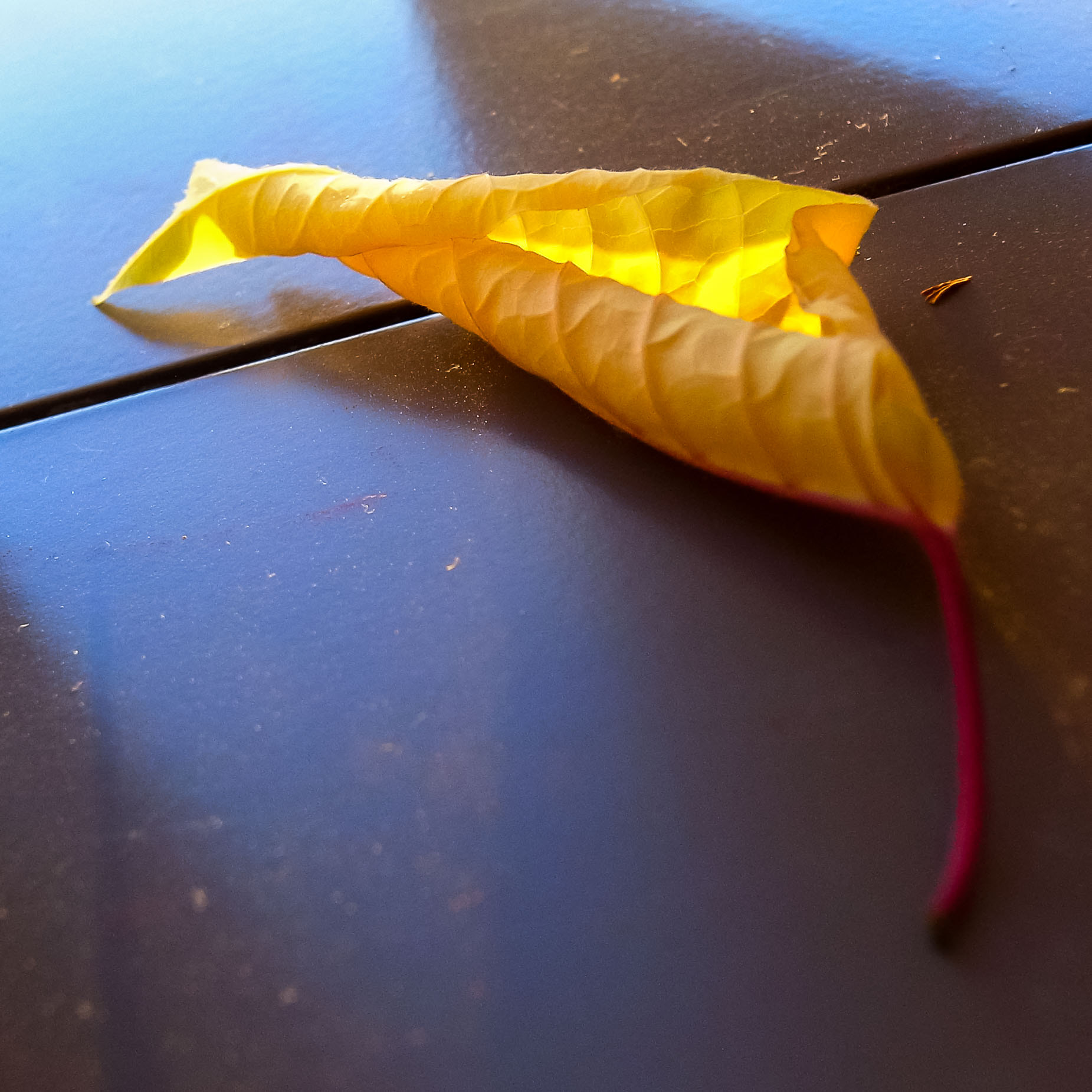 RICOH GR LENS sample photo. Yellow poinsettia leaf photography