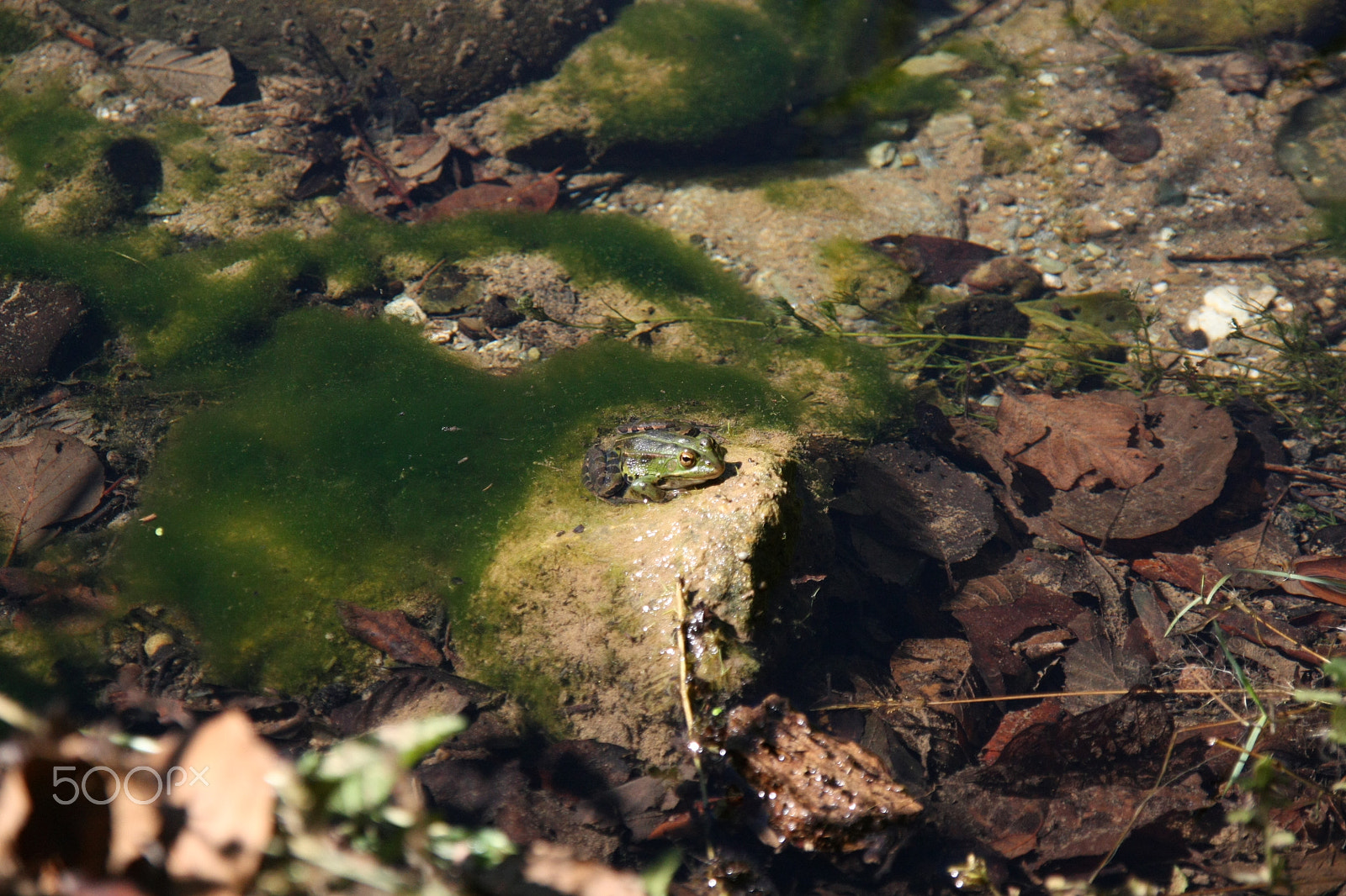 Sigma 17-70mm F2.8-4 DC Macro OS HSM sample photo. Faune () photography