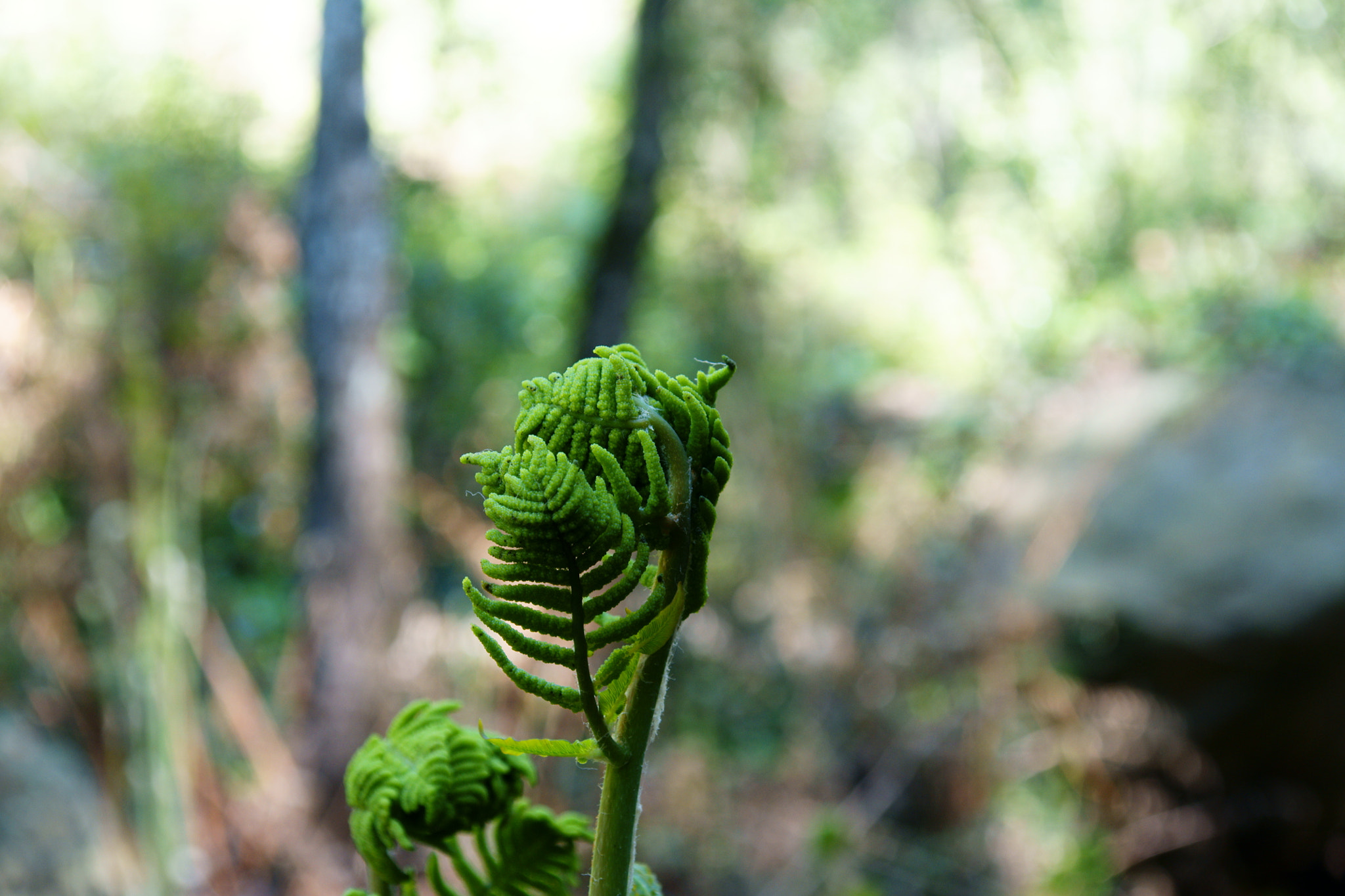 Sony DT 16-105mm F3.5-5.6 sample photo. Helecho photography