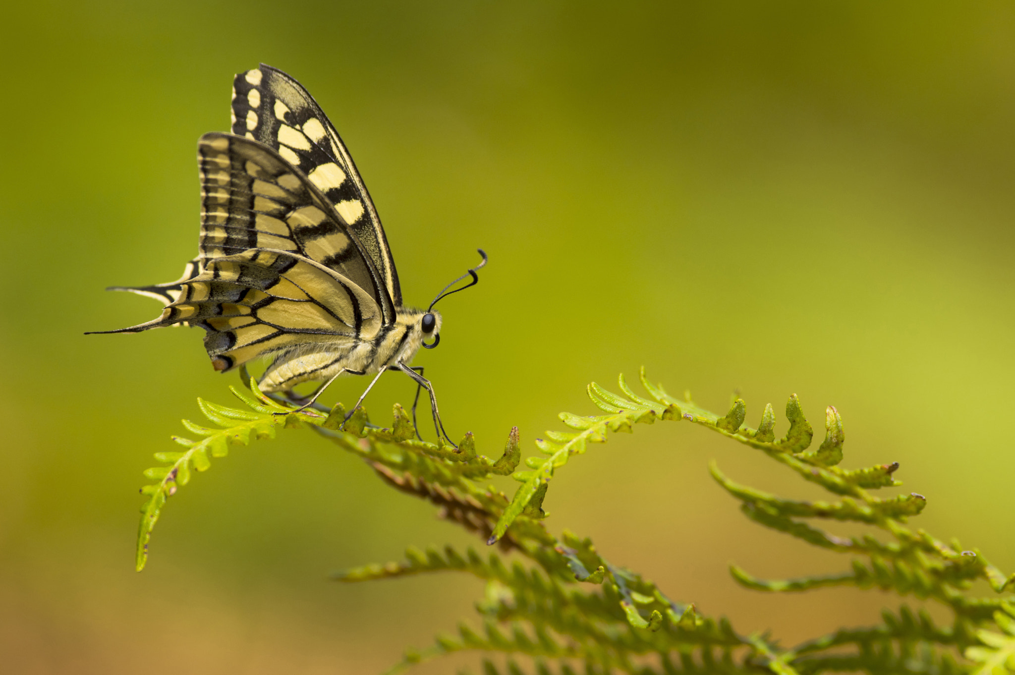 Pentax K-3 sample photo. Le roi . photography