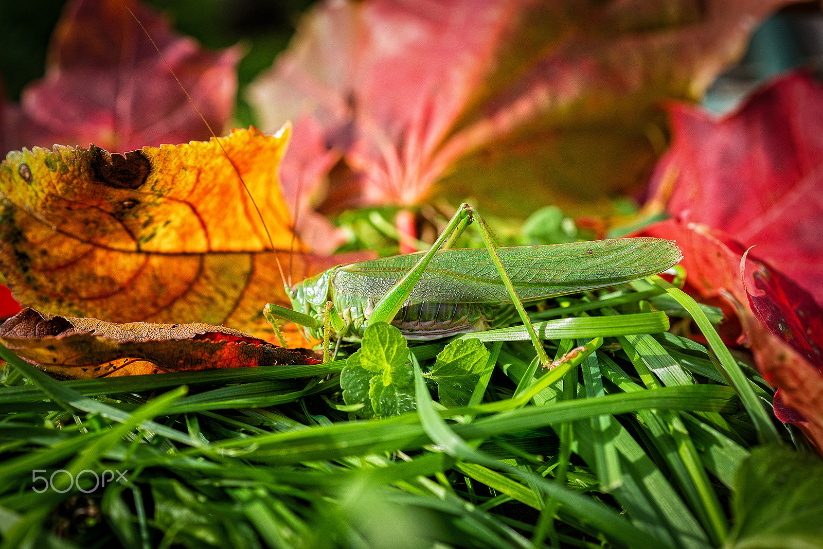 Sony a99 II + Sony DT 30mm F2.8 Macro SAM sample photo. Grasshopper photography