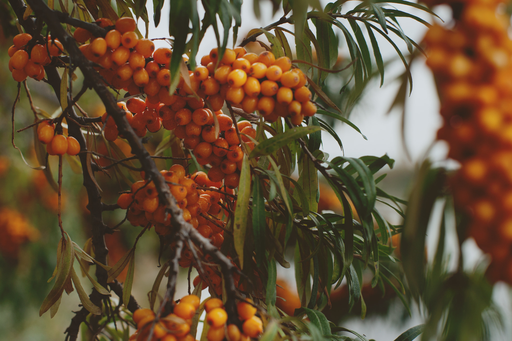 Canon EOS-1D Mark III sample photo. Sea buckthorn photography