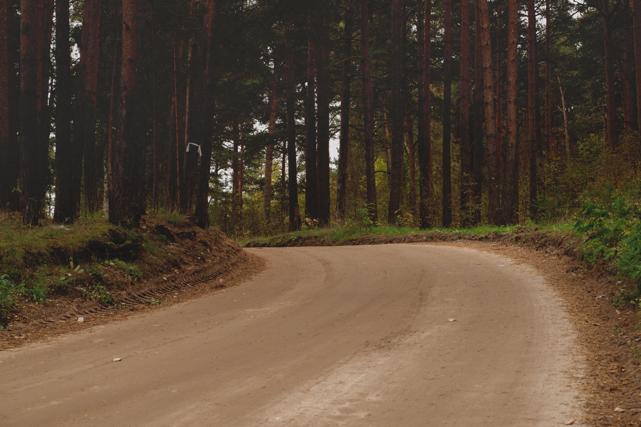 Canon EOS-1D Mark III sample photo. Forest road photography