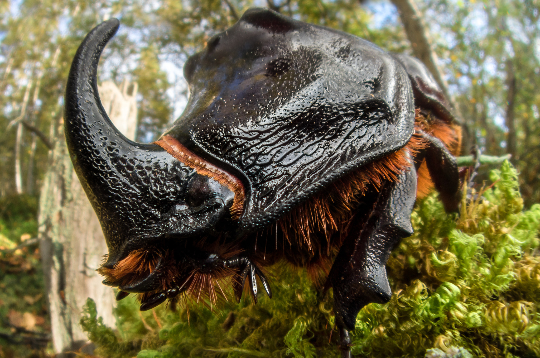 Canon EF-S 24mm F2.8 STM sample photo. Rhino-beetle photography