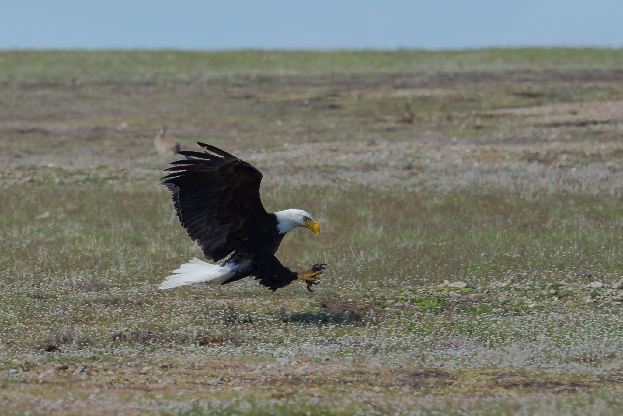 Nikon D600 sample photo. Hunting eagle photography