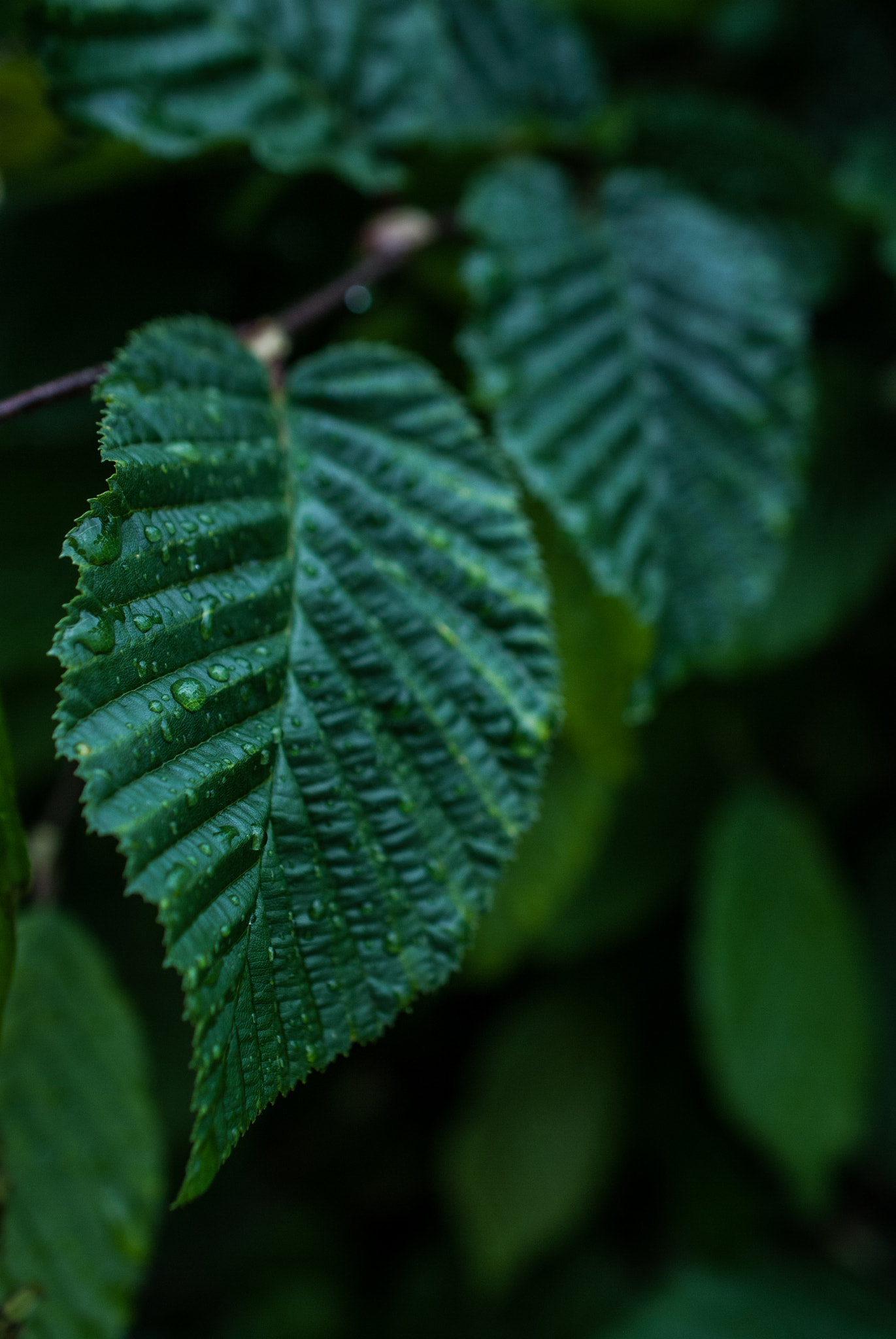 Nikon AF-S DX Micro Nikkor 40mm F2.8 sample photo. .. photography