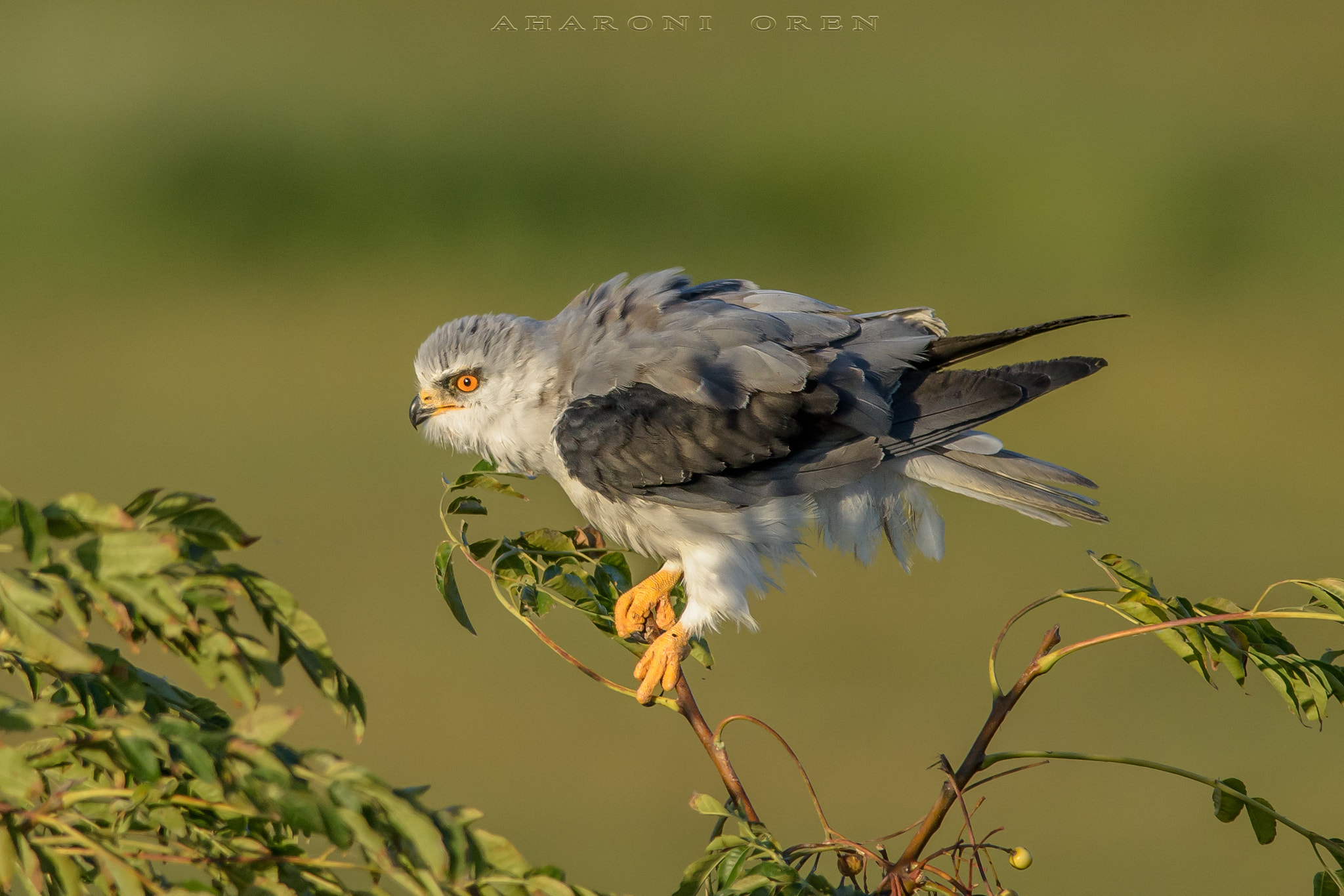 Nikon D810 + Nikon AF-S Nikkor 300mm F4D ED-IF sample photo. Dsc_8279-2.jpg photography