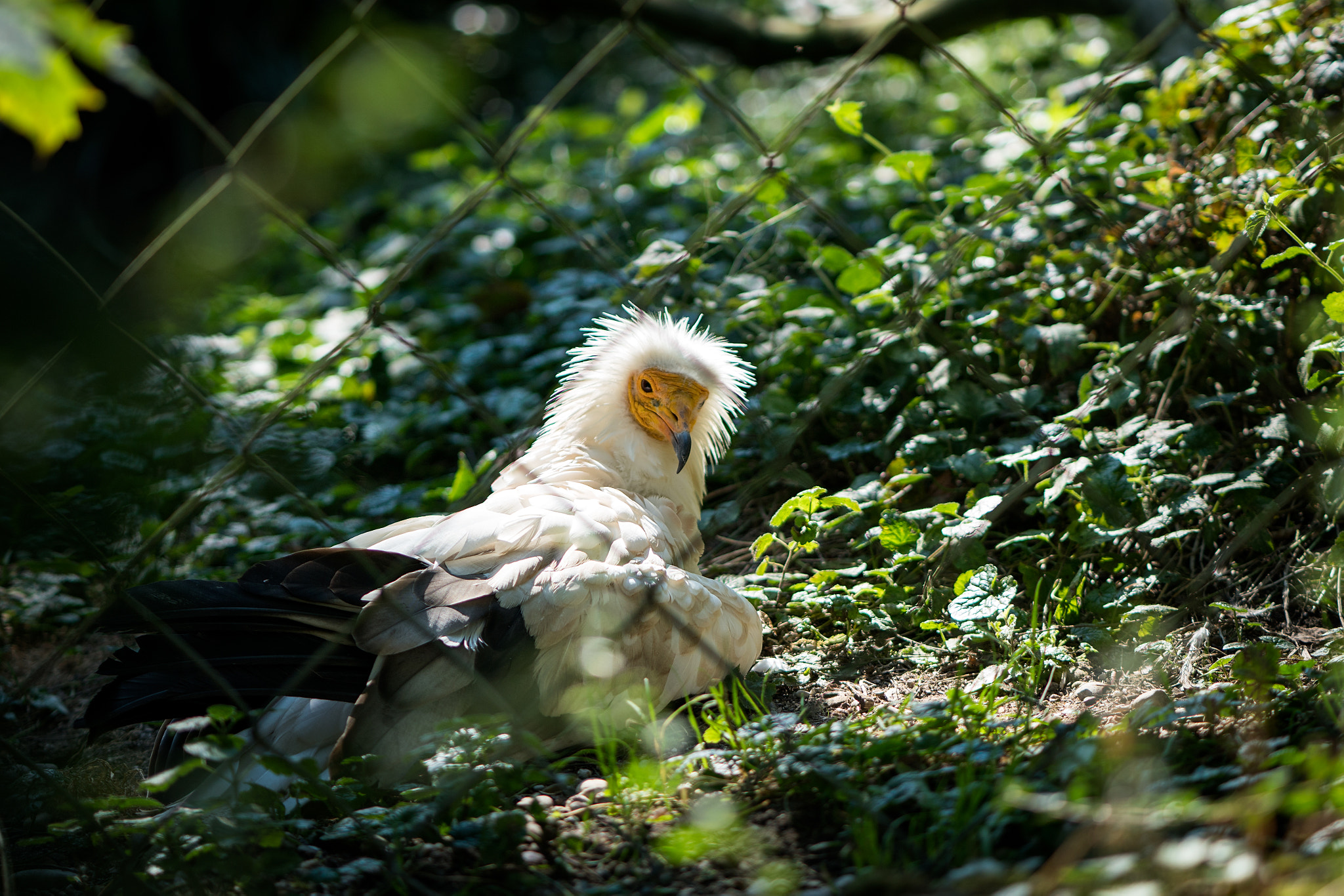 Sony a6300 + ZEISS Batis 85mm F1.8 sample photo. Zoo zürich photography