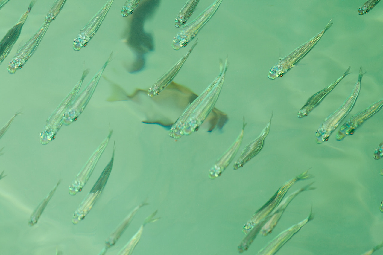 Canon EF 100-400mm F4.5-5.6L IS USM sample photo. Fish photography