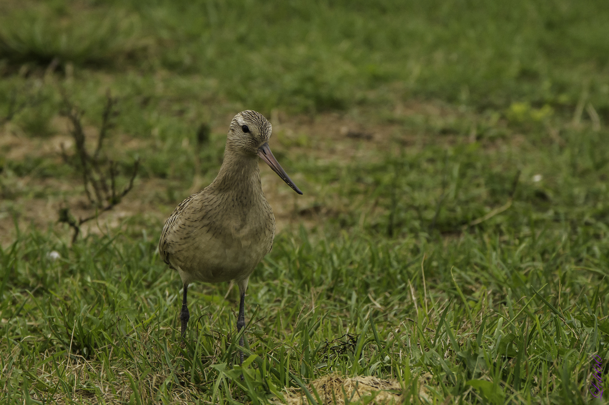 Sigma 17-70mm F2.8-4 DC Macro OS HSM | C sample photo. Presumida photography