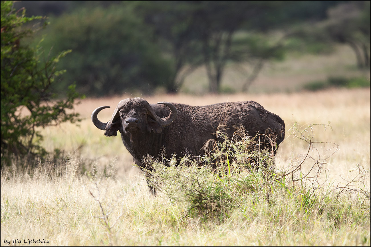 Canon EOS-1D Mark III + Canon EF 300mm F2.8L IS USM sample photo. Buffaloes of serengeti №2 photography