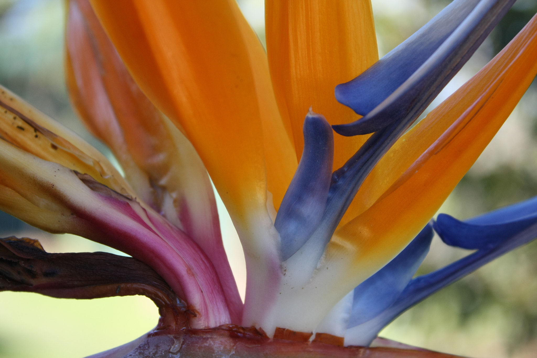 Canon EOS 450D (EOS Rebel XSi / EOS Kiss X2) sample photo. Bird of paradise photography