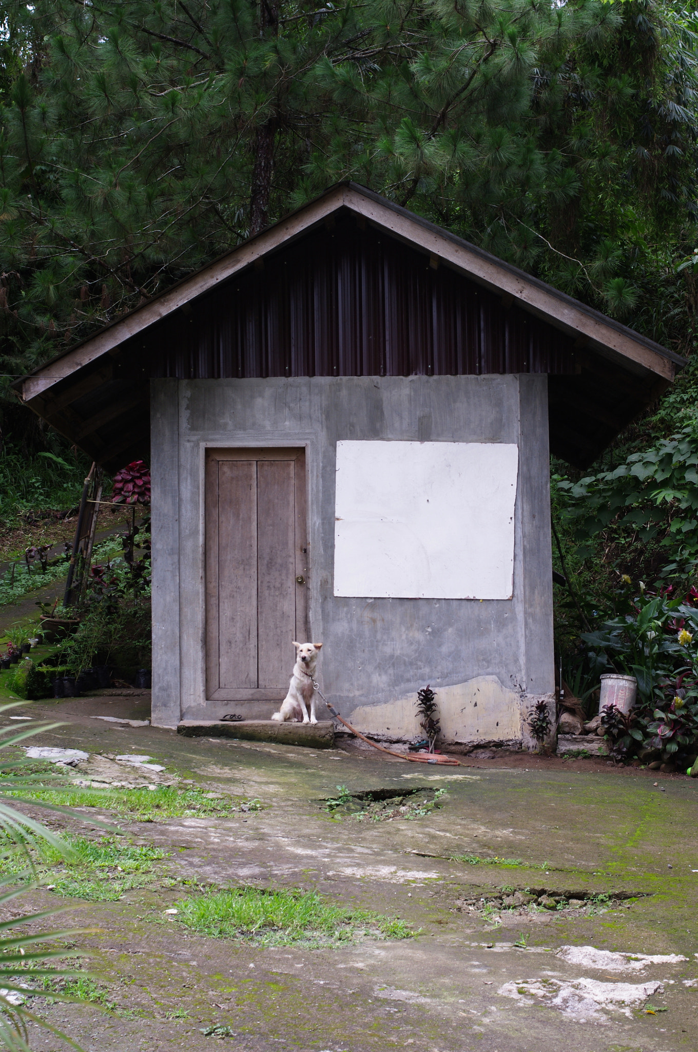 Pentax K-x sample photo. Guard dog. photography