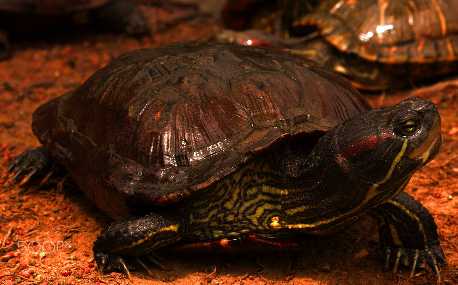 Canon EOS 100D (EOS Rebel SL1 / EOS Kiss X7) sample photo. Turtle photography