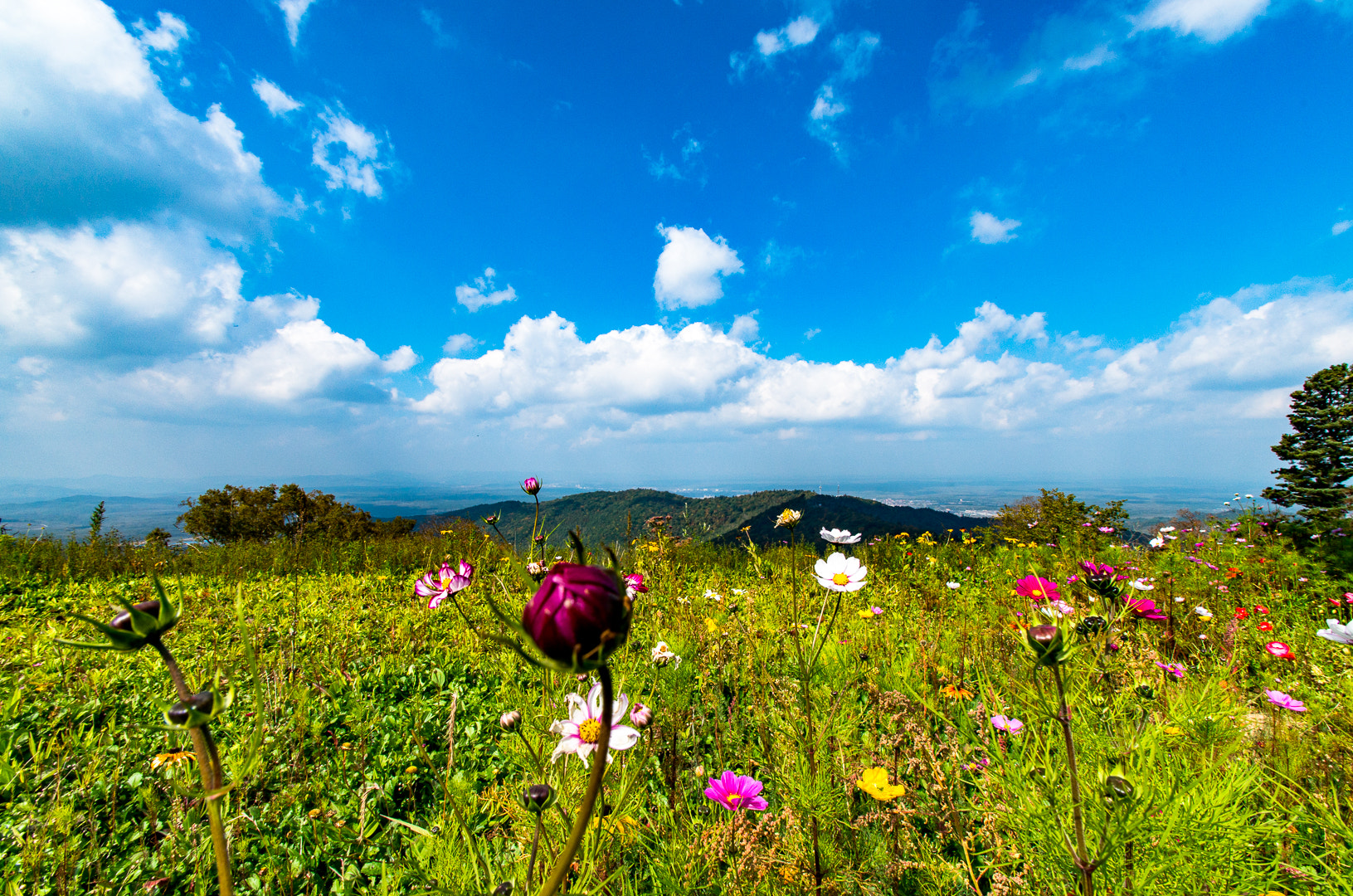 Pentax K-50 sample photo. Flower top photography
