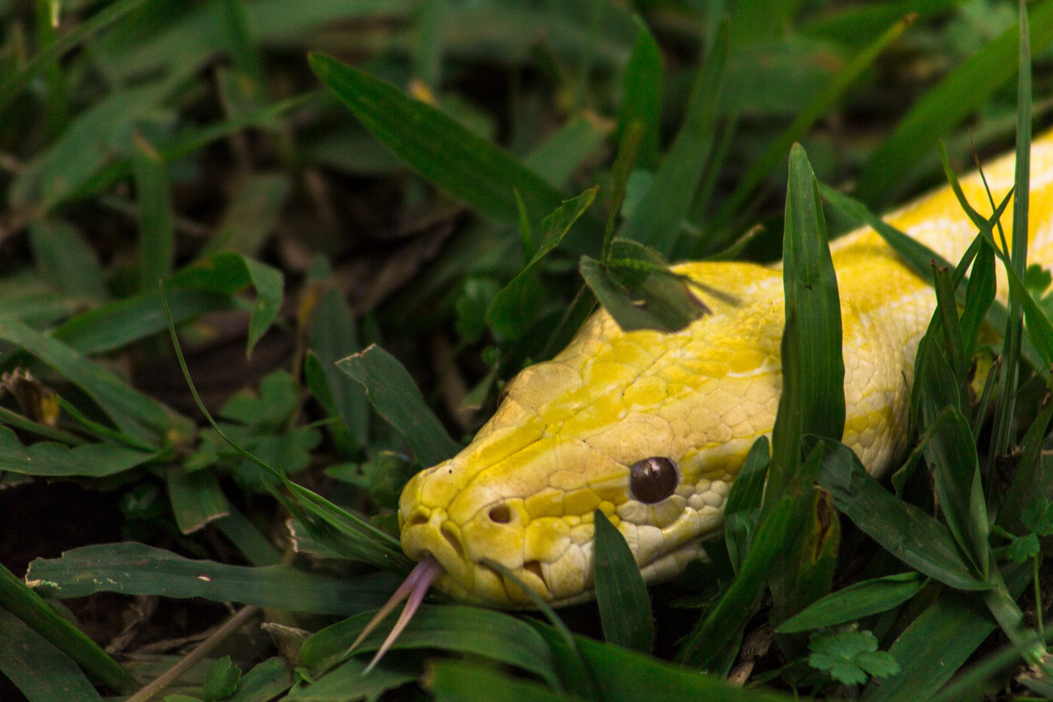 Canon EF 55-200mm F4.5-5.6 II USM sample photo. Brumese python photography
