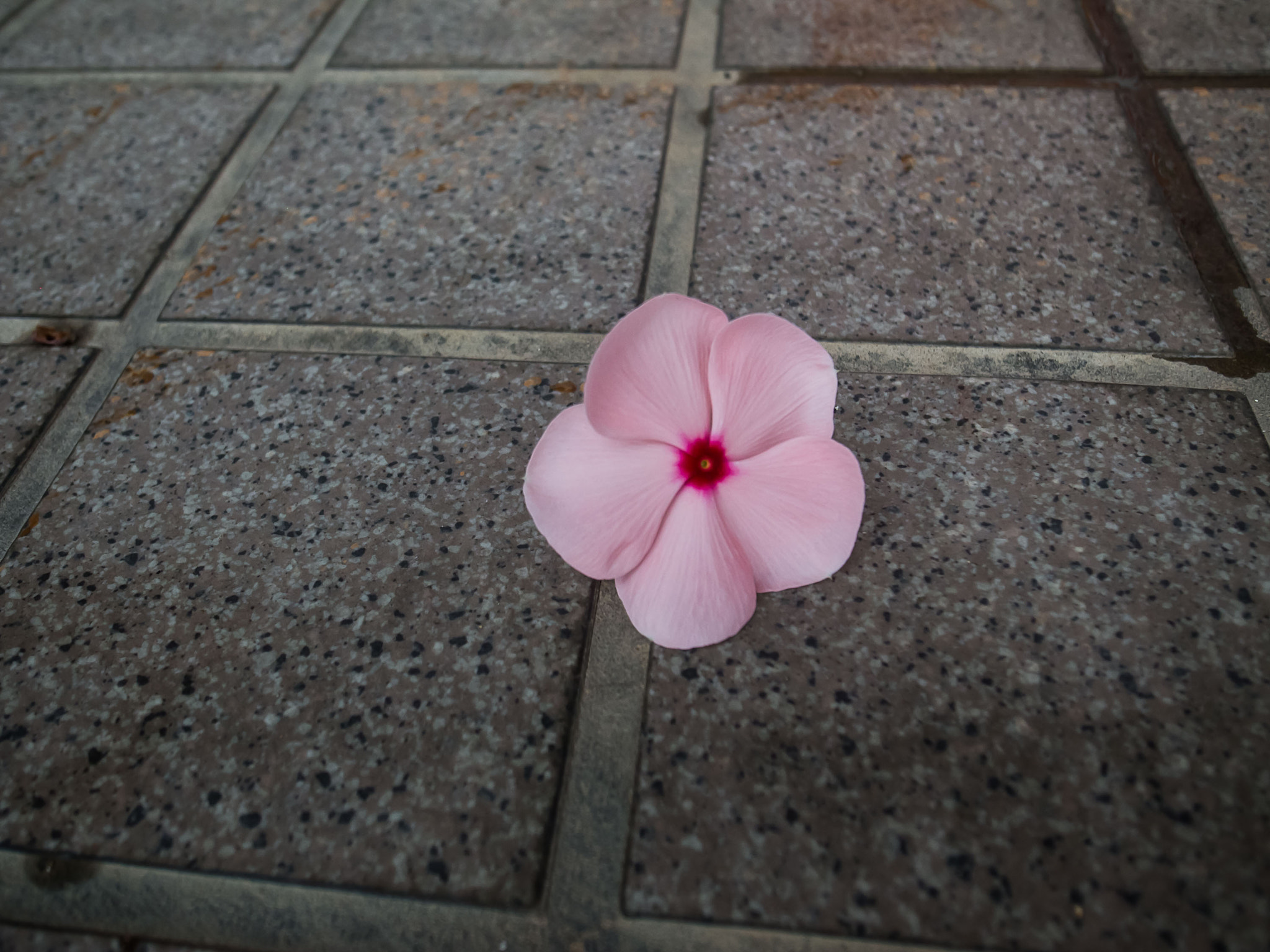 Ricoh GR DIGITAL 4 sample photo. Lone fallen blossom photography