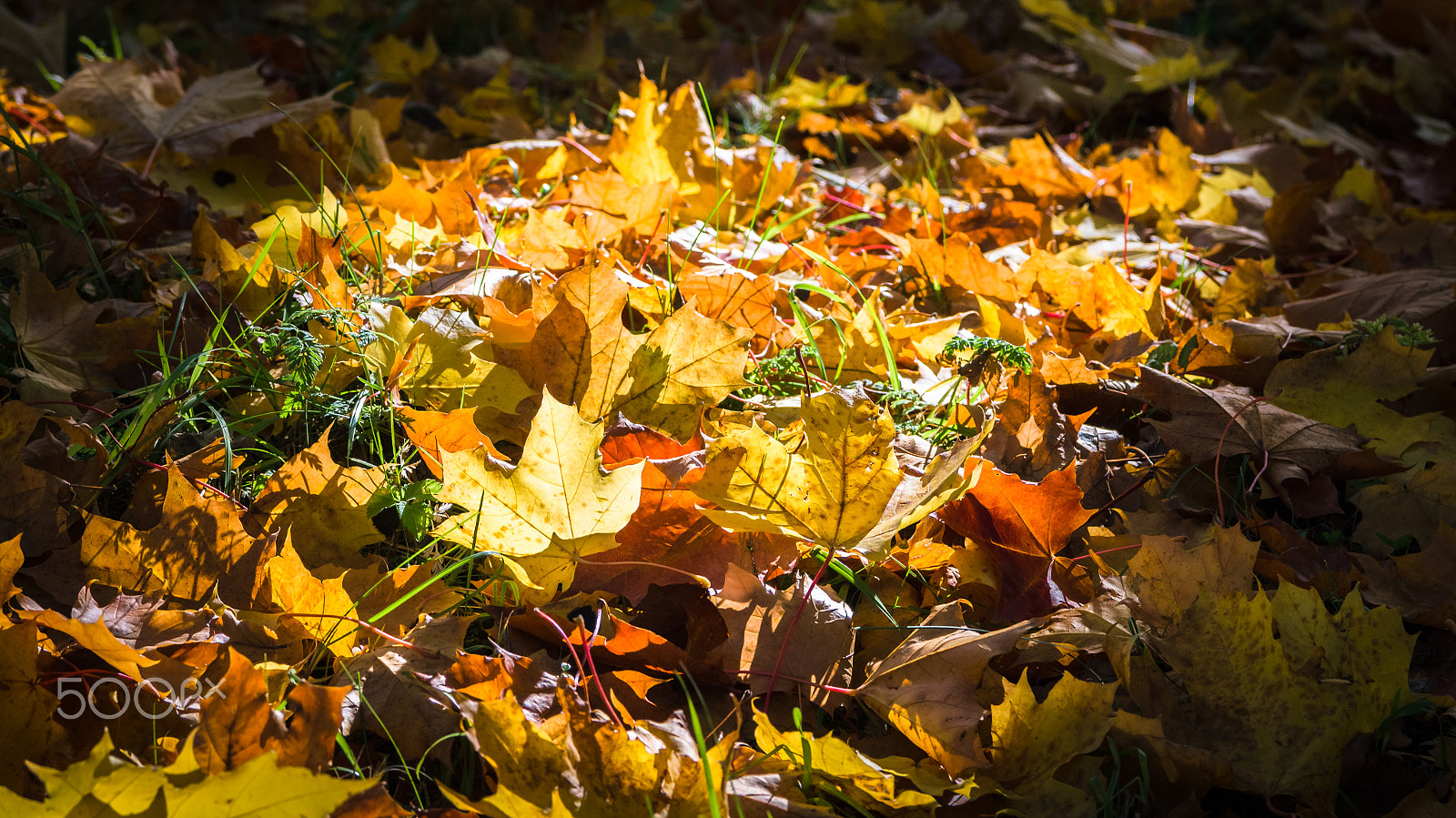 Sony SLT-A55 (SLT-A55V) + Sigma 17-70mm F2.8-4 DC Macro HSM sample photo. Fall photography