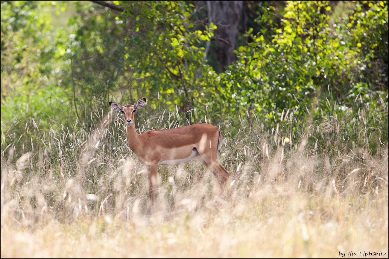 Canon EF 300mm F2.8L IS USM sample photo. Impala photography