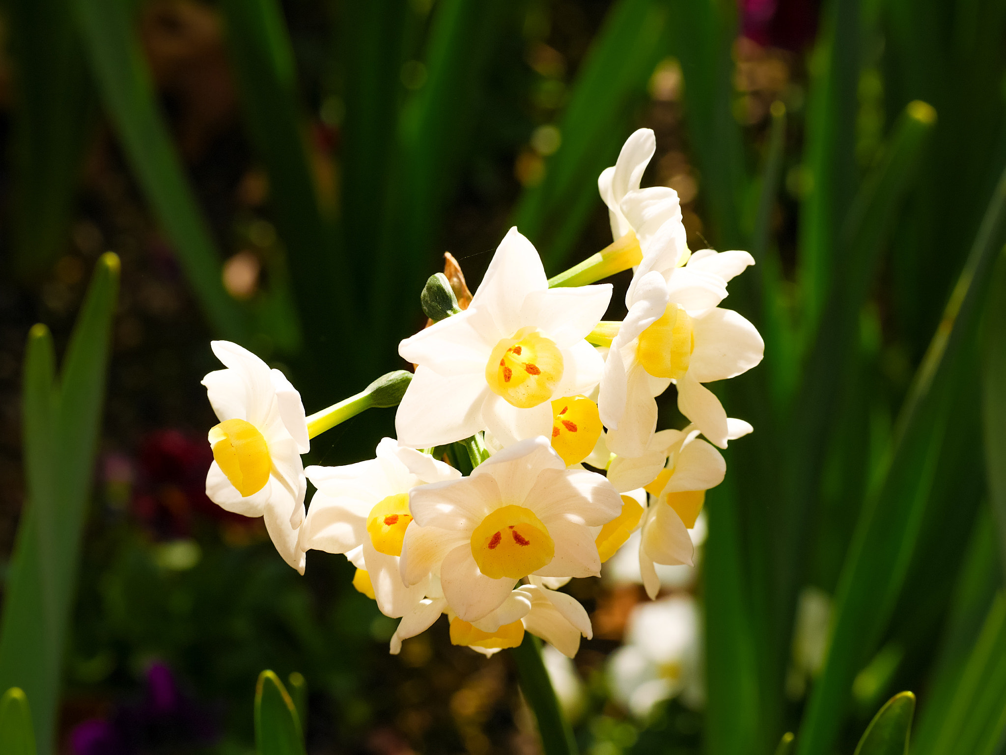 Panasonic DMC-GM1S sample photo. Narcissus - floriade 2016 location: commonwealth park, act, australia photography