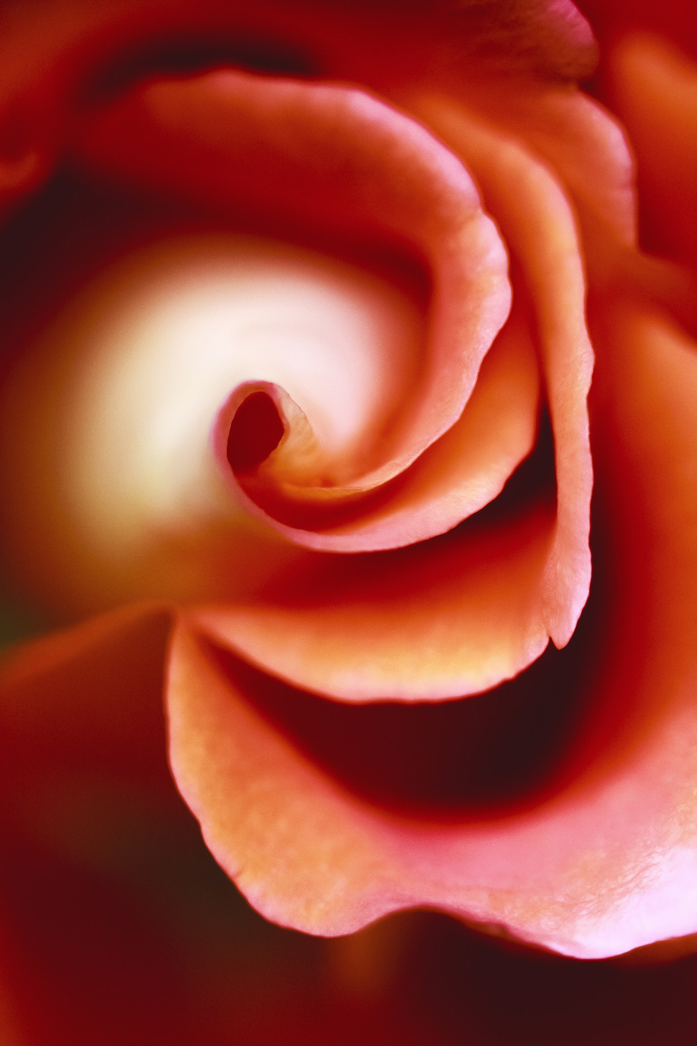 Canon EF 100mm F2.8 Macro USM sample photo. Inside photography