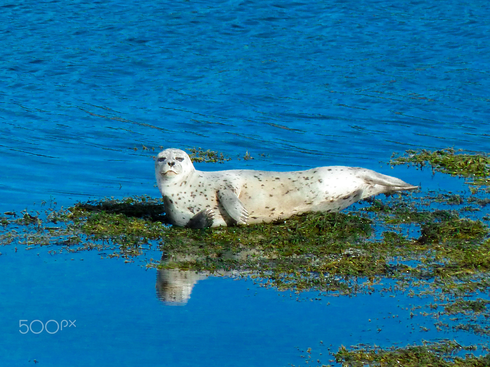 Leica V-Lux 20 sample photo. A seal by road 61 at skötufjörður photography