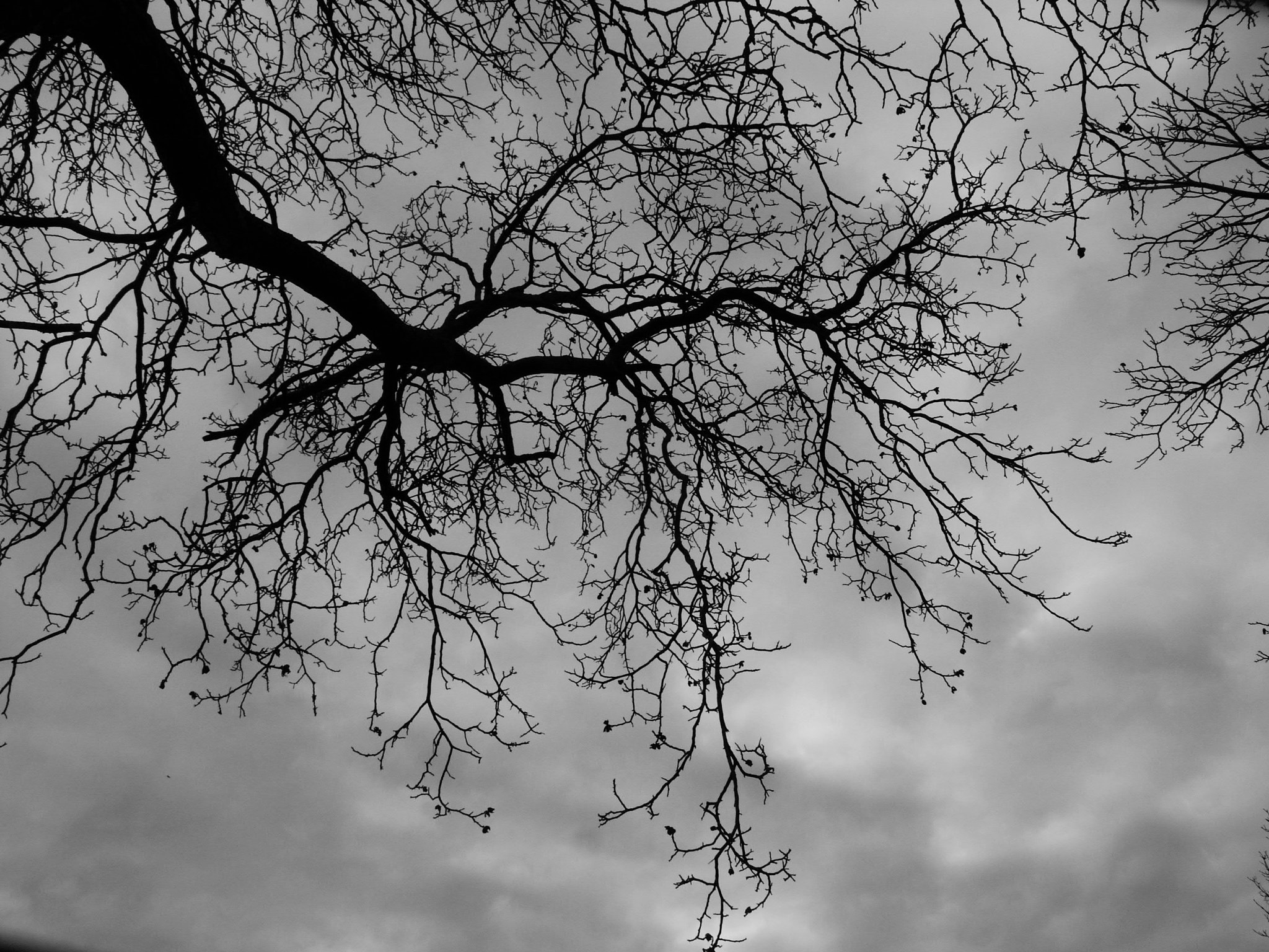 KONICA MINOLTA DiMAGE A2 sample photo. Cloud's roots photography