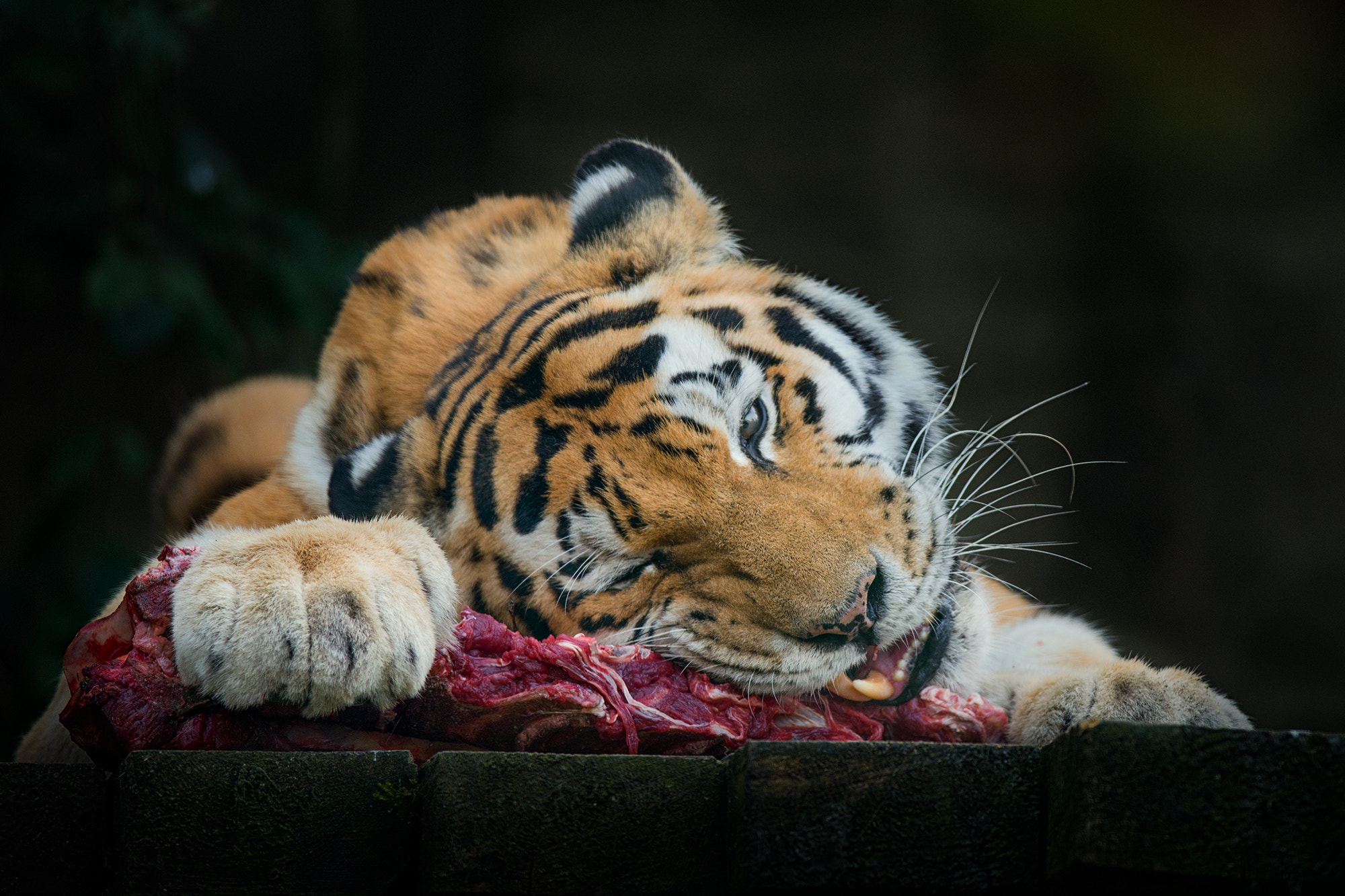 Nikon D610 + Nikon AF-S Nikkor 300mm F4D ED-IF sample photo. Lunch | zoo prague photography