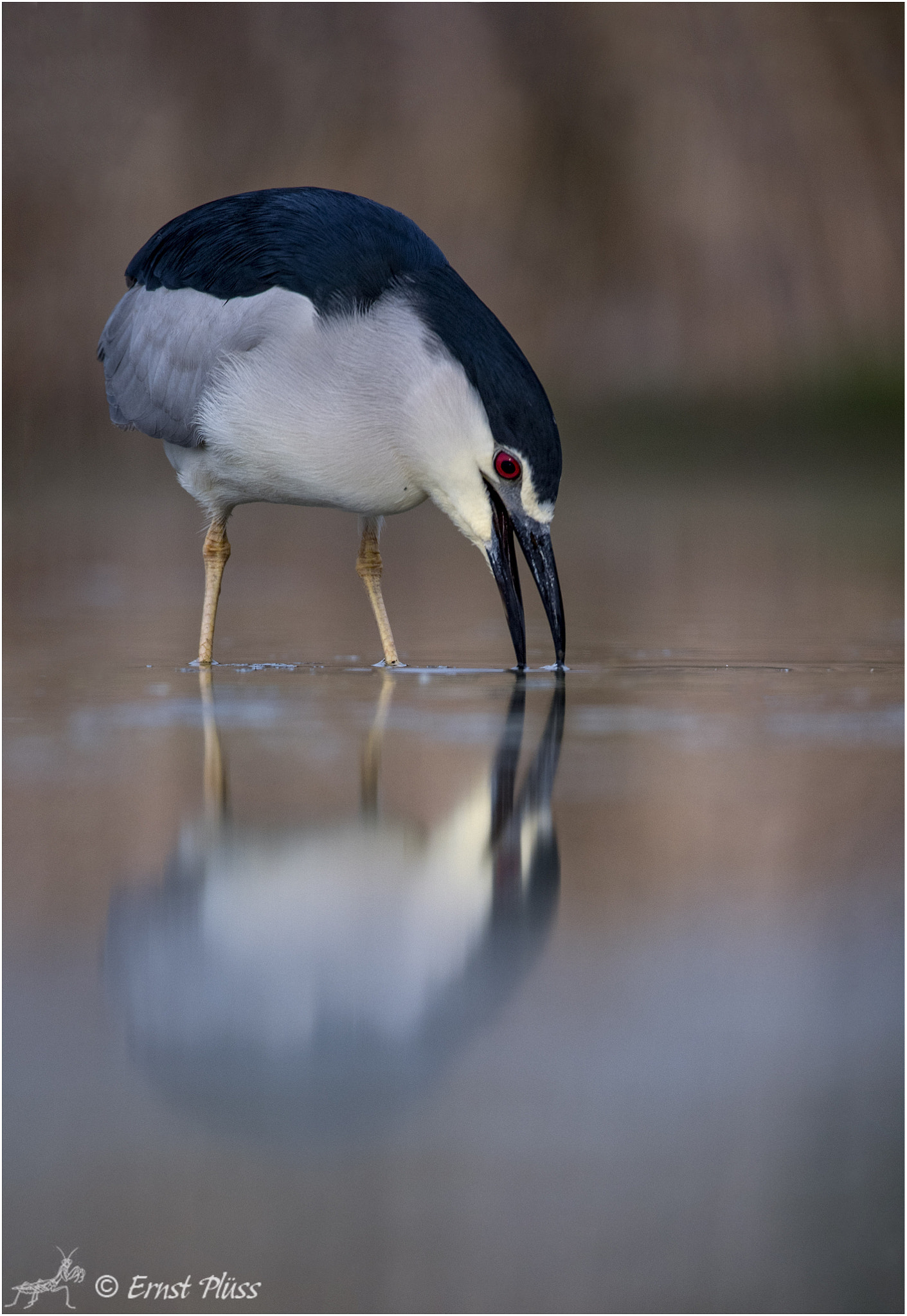 Nikon D5 sample photo. Black-crowned night heron photography