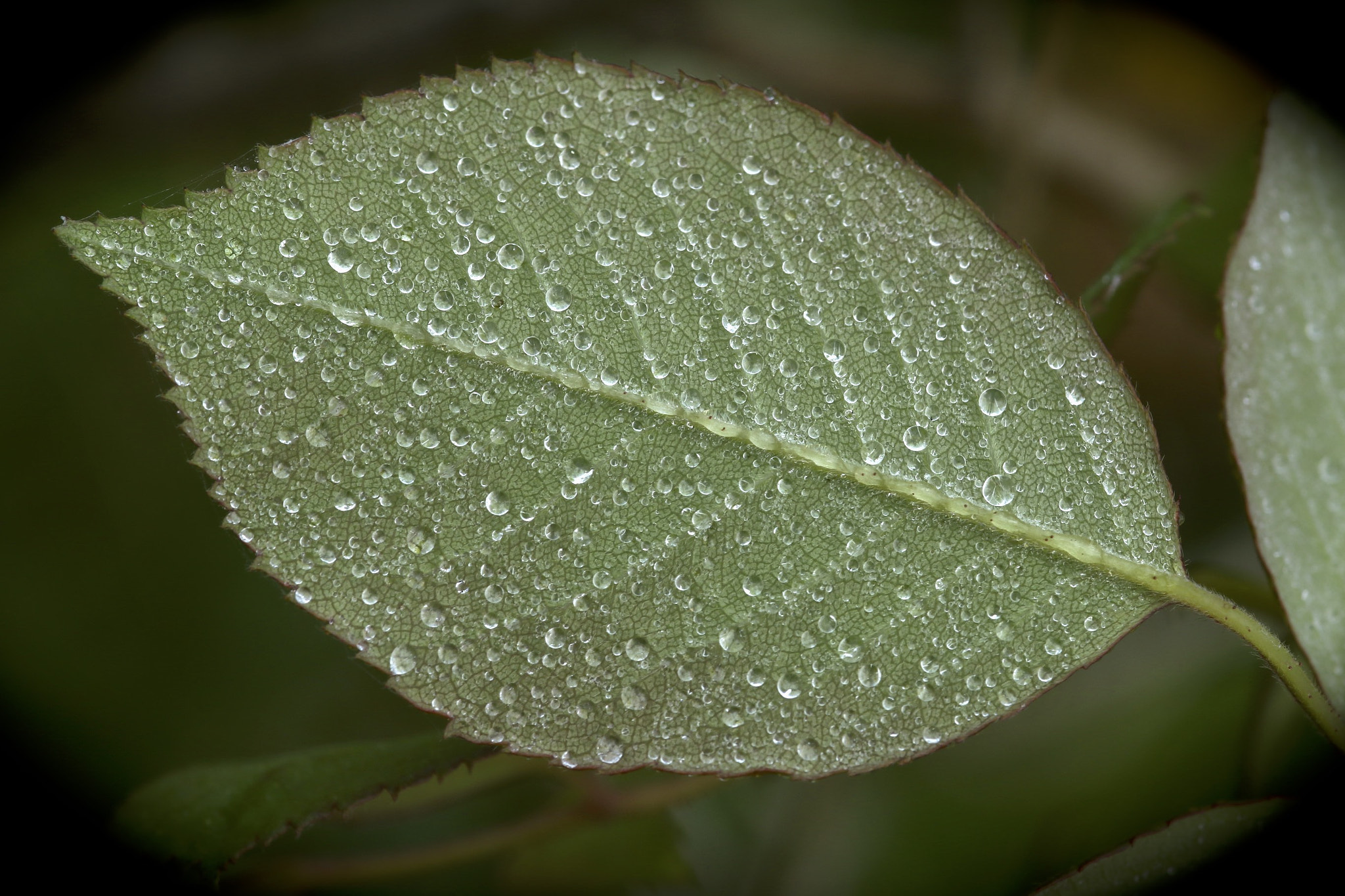 Sigma 105mm F2.8 EX DG Macro sample photo. Drops photography