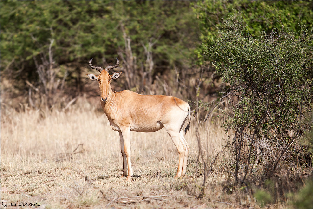 Canon EOS-1D Mark III + Canon EF 300mm F2.8L IS USM sample photo. Hartebeest photography