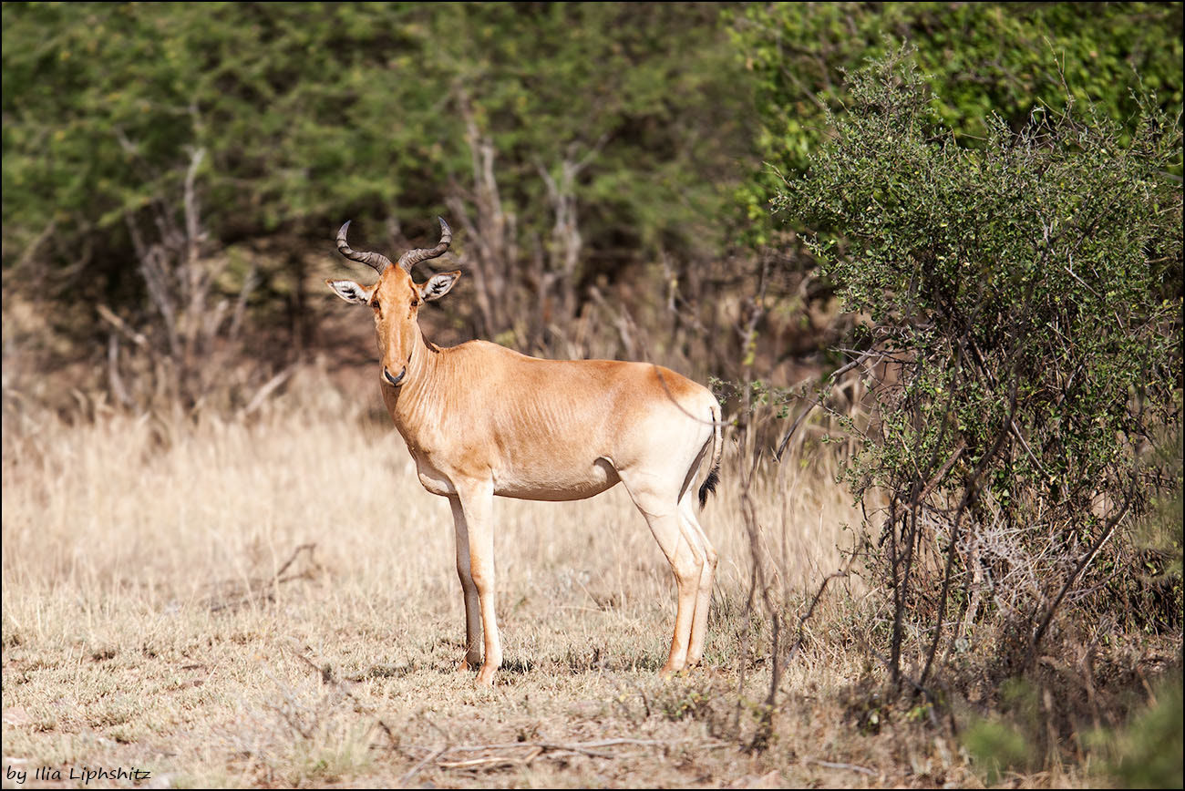 Canon EF 300mm F2.8L IS USM sample photo. Hartebeest photography