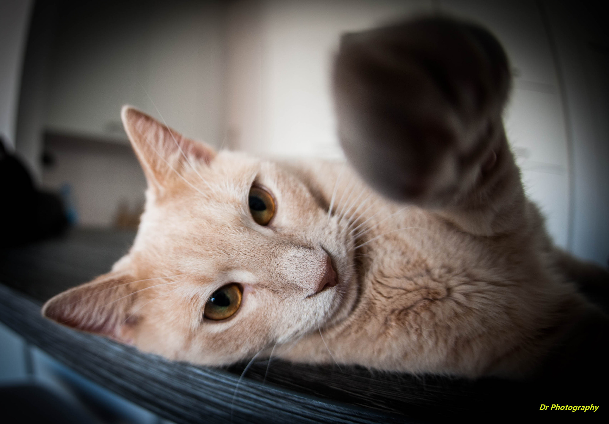 Nikon D700 + Sigma 15mm F2.8 EX DG Diagonal Fisheye sample photo. Dsc le chat photography