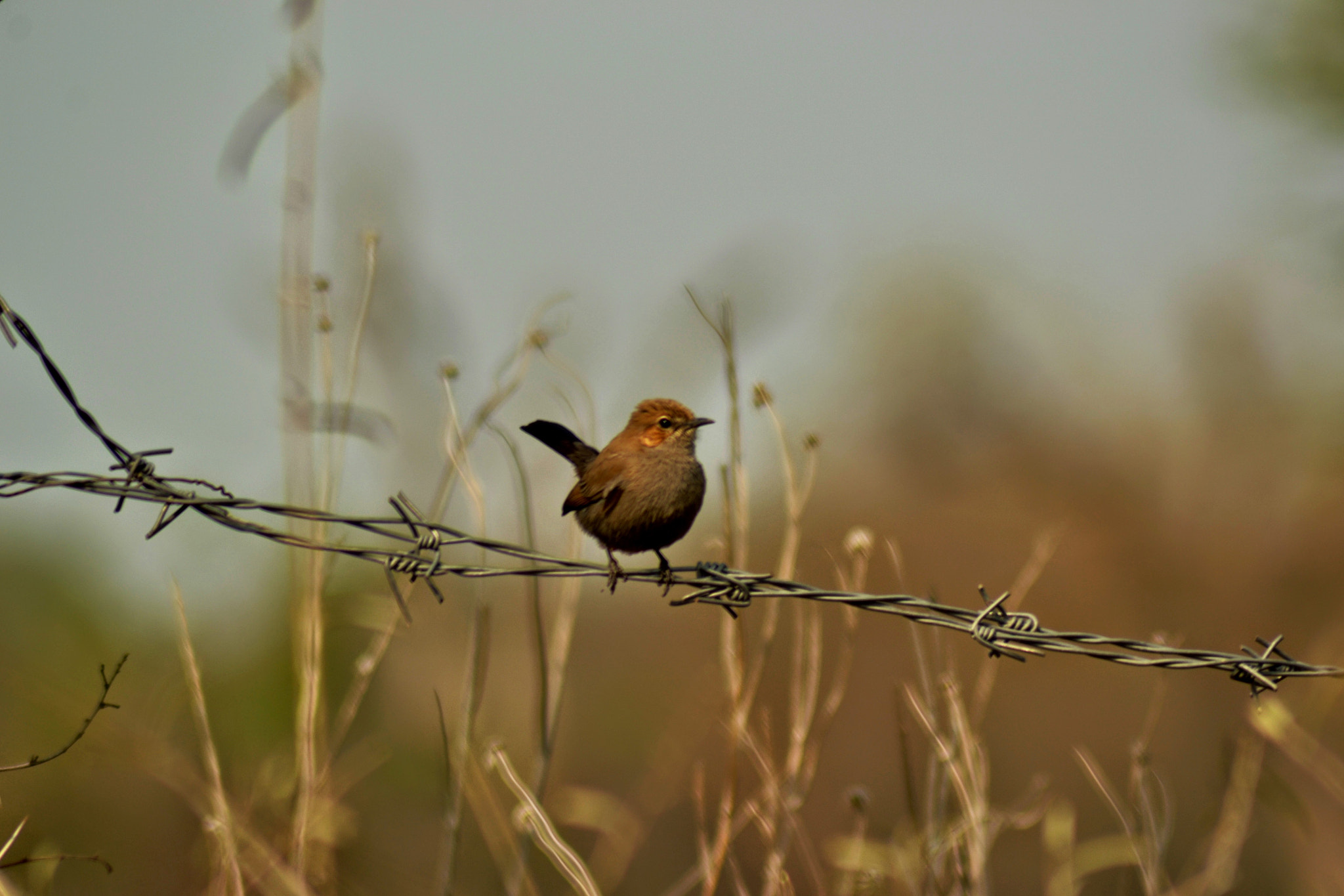 Nikon AF Nikkor 70-300mm F4-5.6G sample photo. Nature  photography