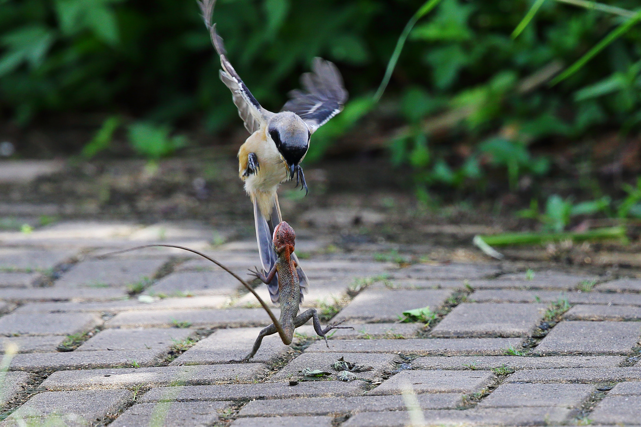 Canon EF 300mm F2.8L IS II USM sample photo. Fighting between the shrike and lizards photography