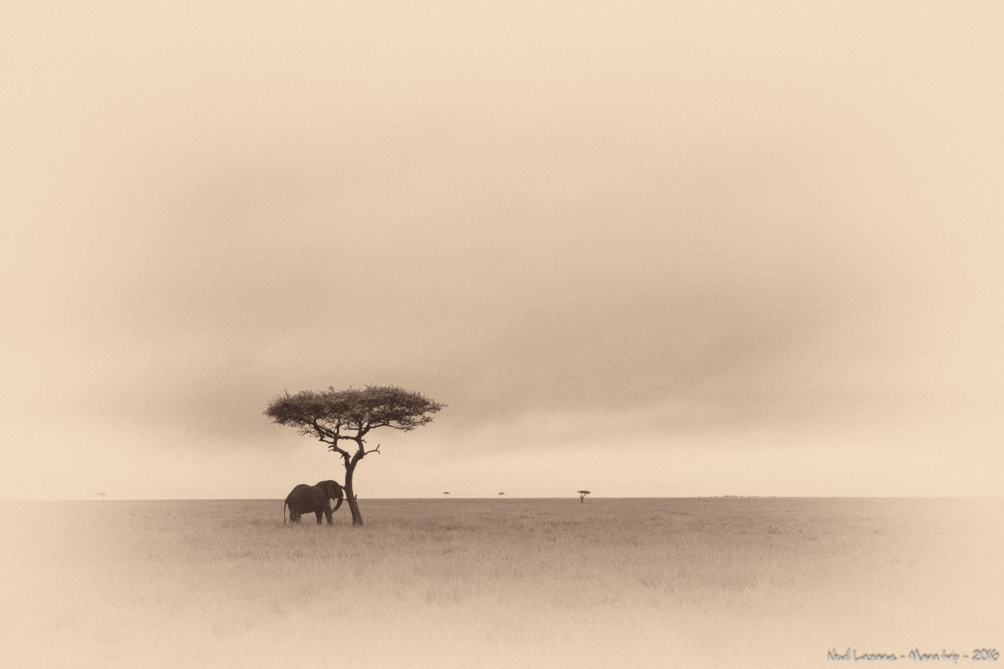 Canon EOS-1D X + Canon EF 16-35mm F4L IS USM sample photo. Elephant nik  grasslands photography