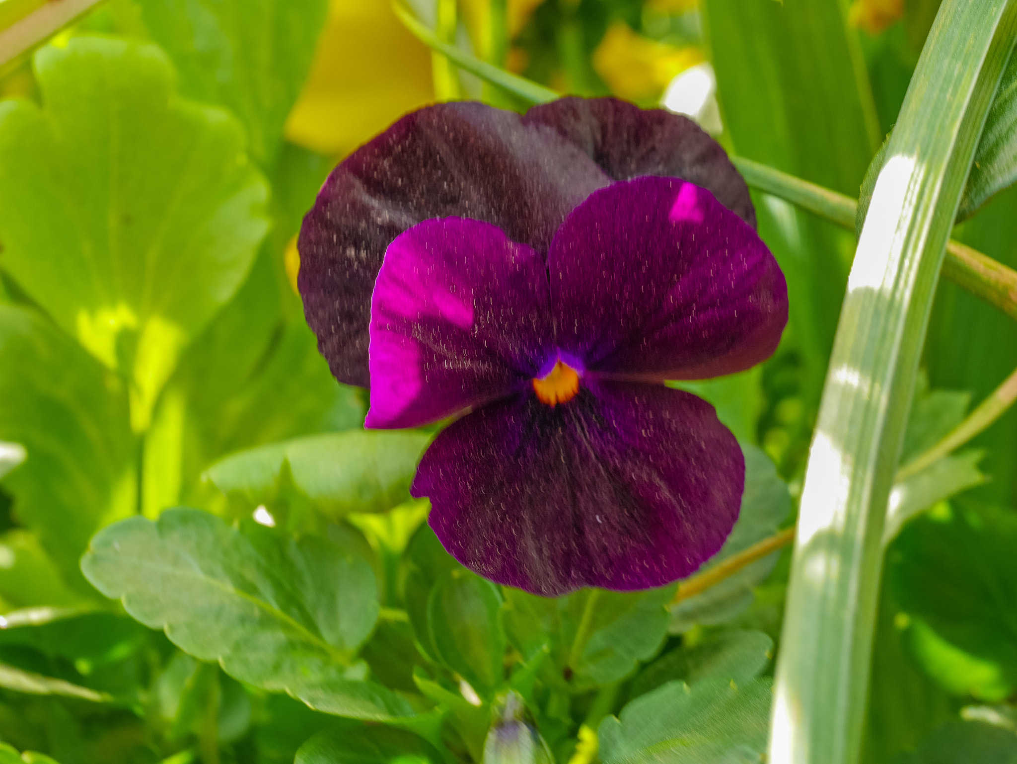 Panasonic DMC-GM1S sample photo. Purple pansy - floriade 2016 - location: commonwealth park, act, australia photography