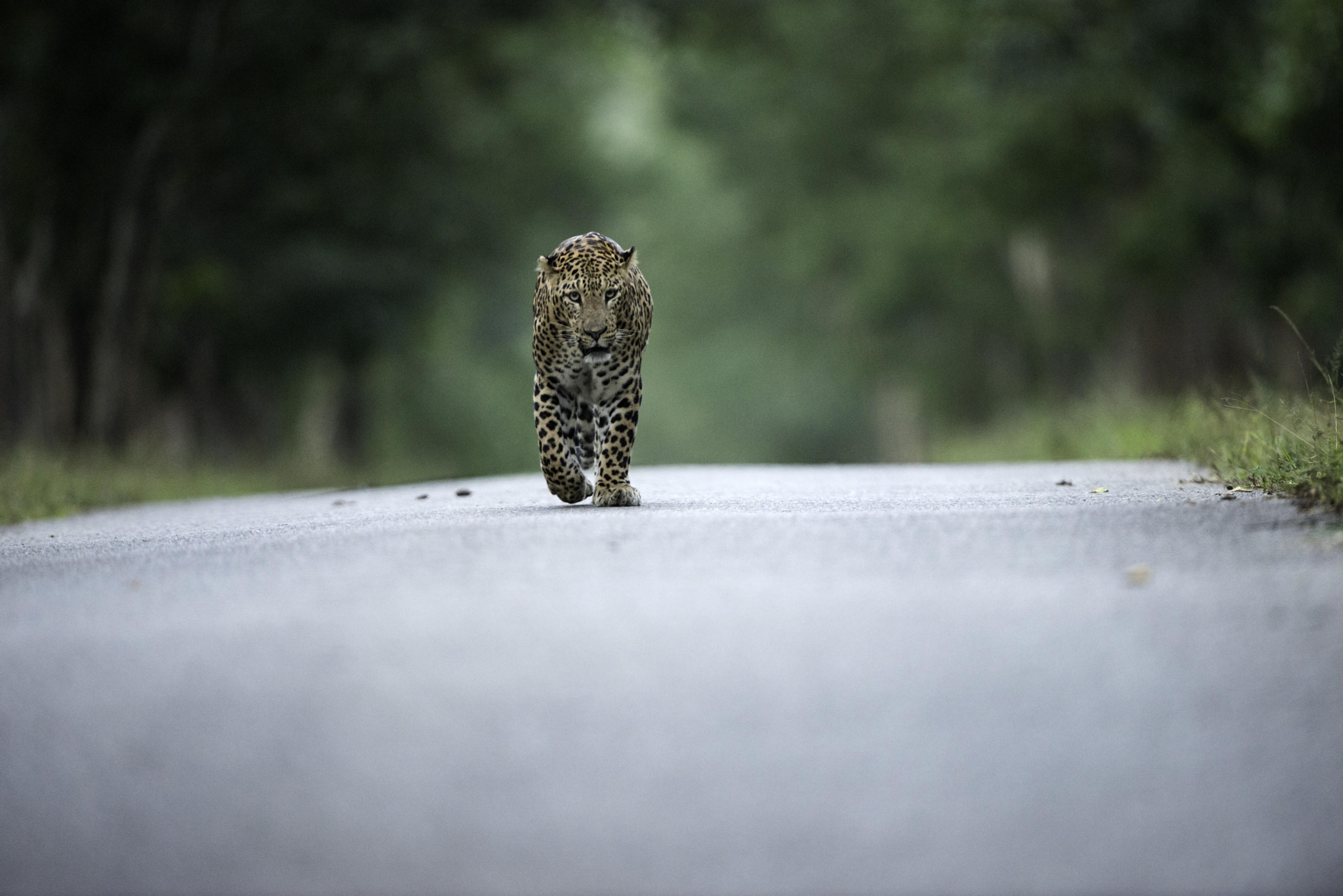 Nikon D800 + Nikon AF-S Nikkor 600mm F4G ED VR sample photo. Eye to eye photography