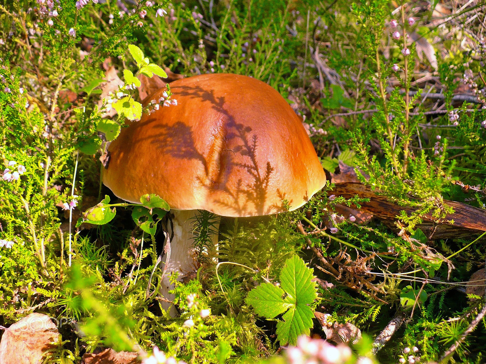 Panasonic DMC-LZ7 sample photo. Boletus mushroom. гриб боровик. photography