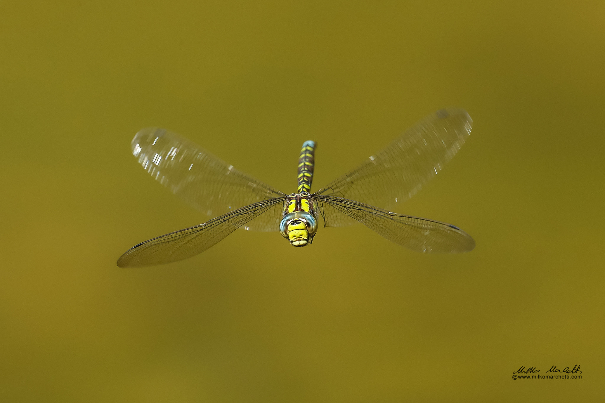 Canon EOS-1D X Mark II sample photo. Southern hawker photography