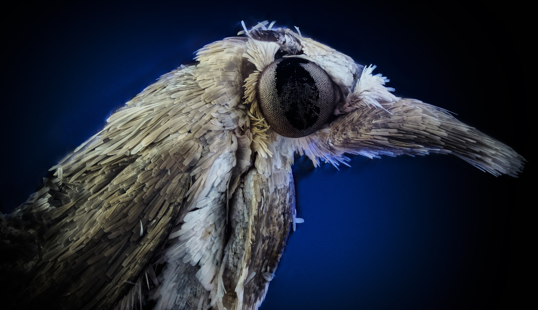 90mm F2.8 sample photo. Moth vi photography